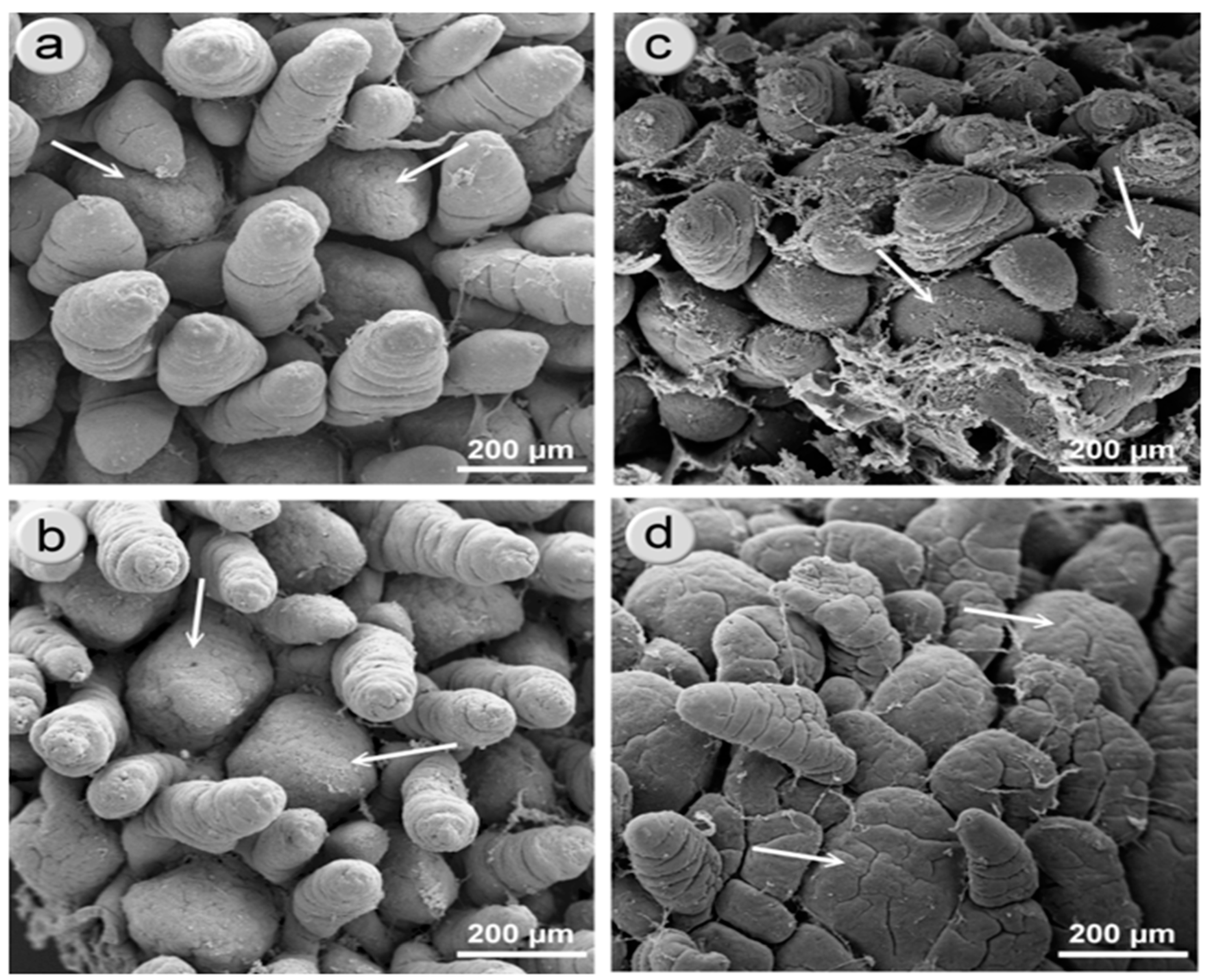 Animals 11 00990 g006