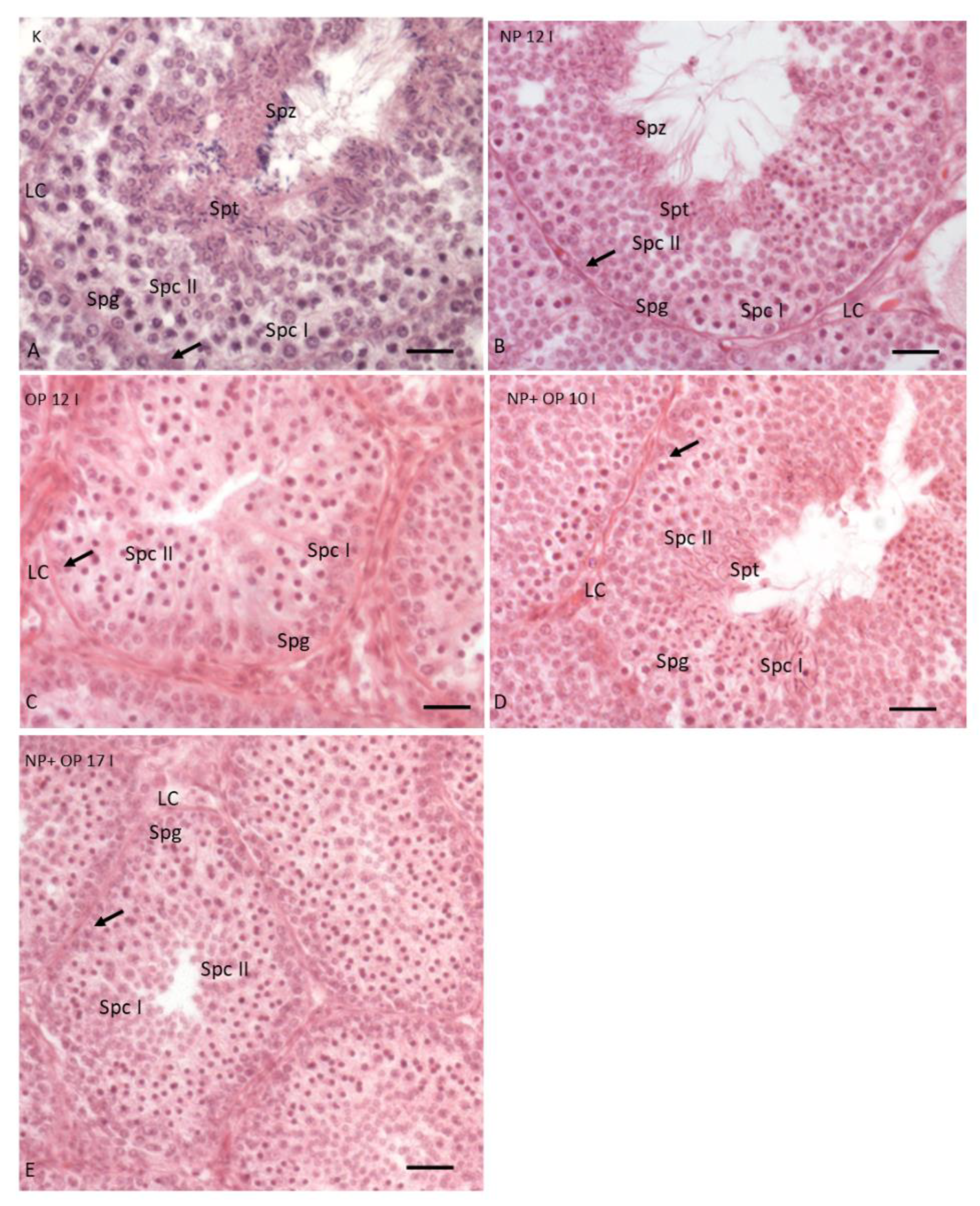 Animals 11 01003 g001