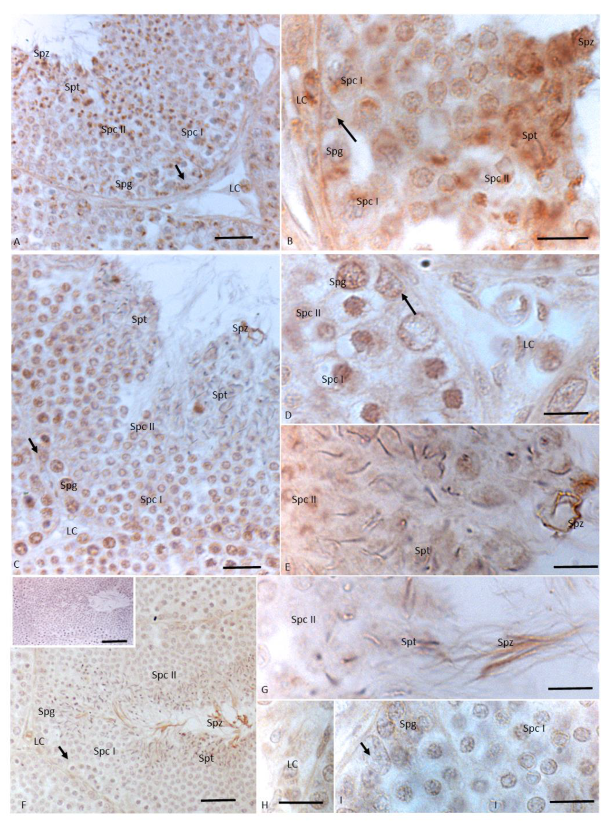 Animals 11 01003 g003