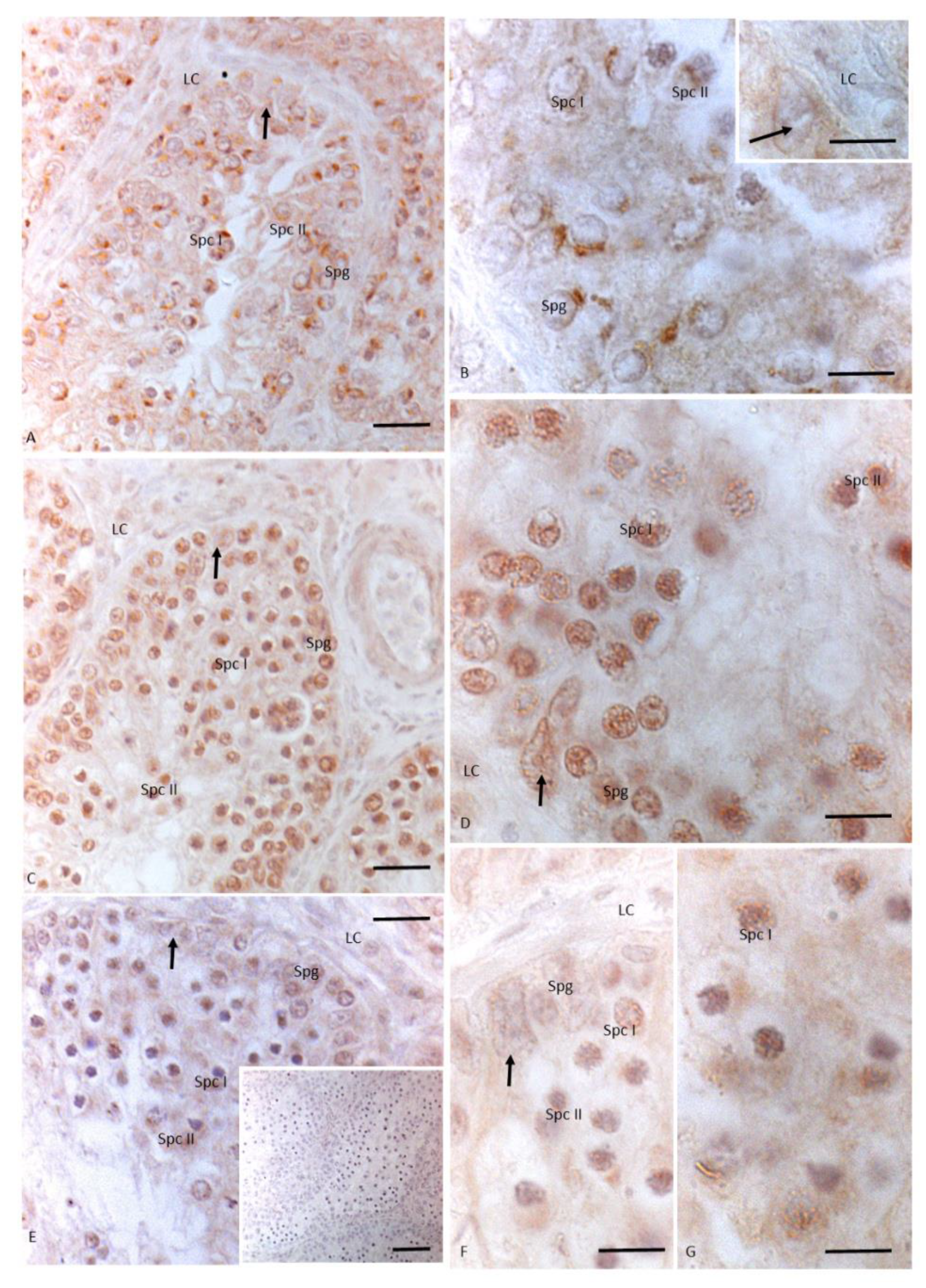 Animals 11 01003 g004