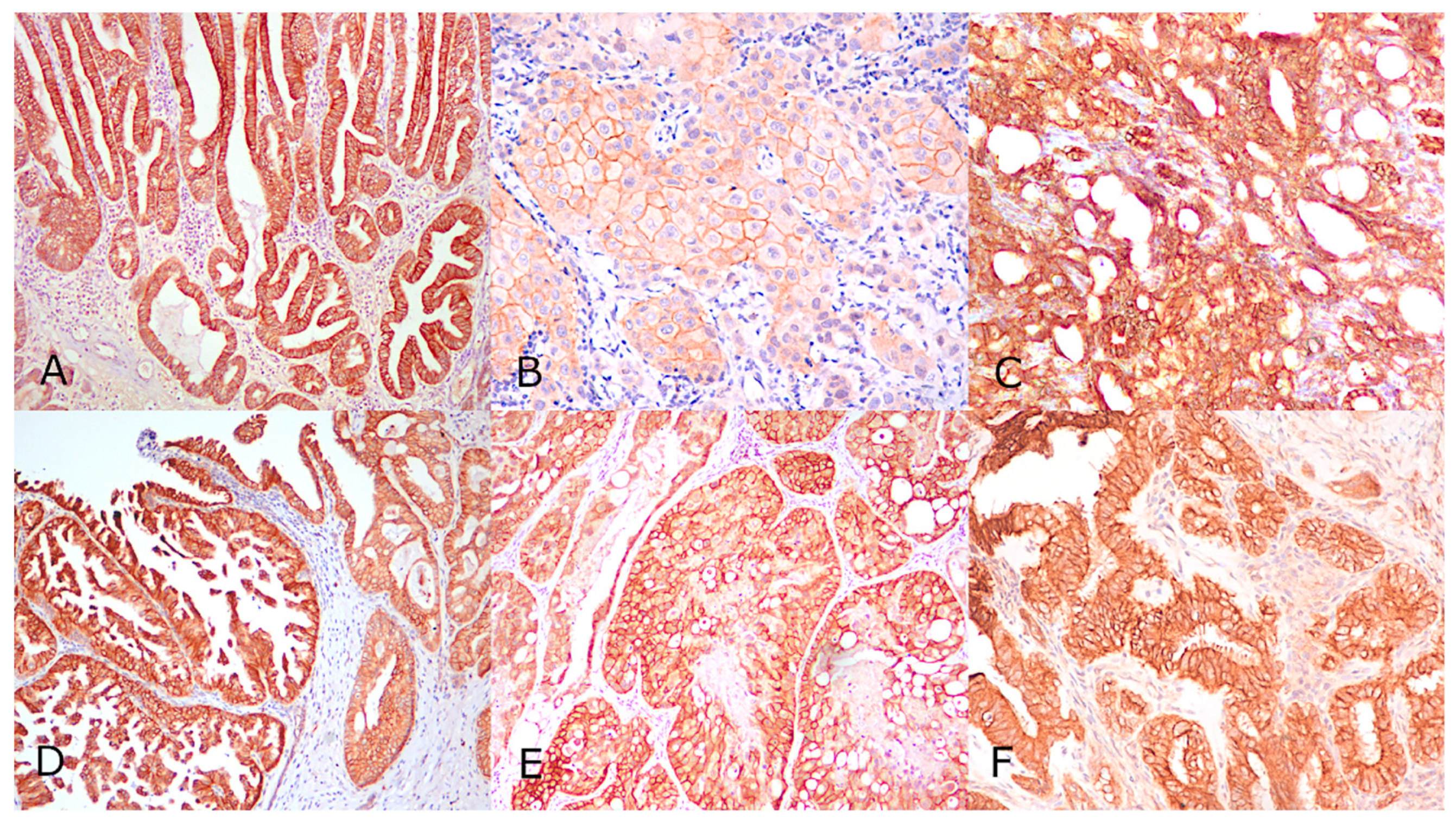 Animals 11 01006 g001