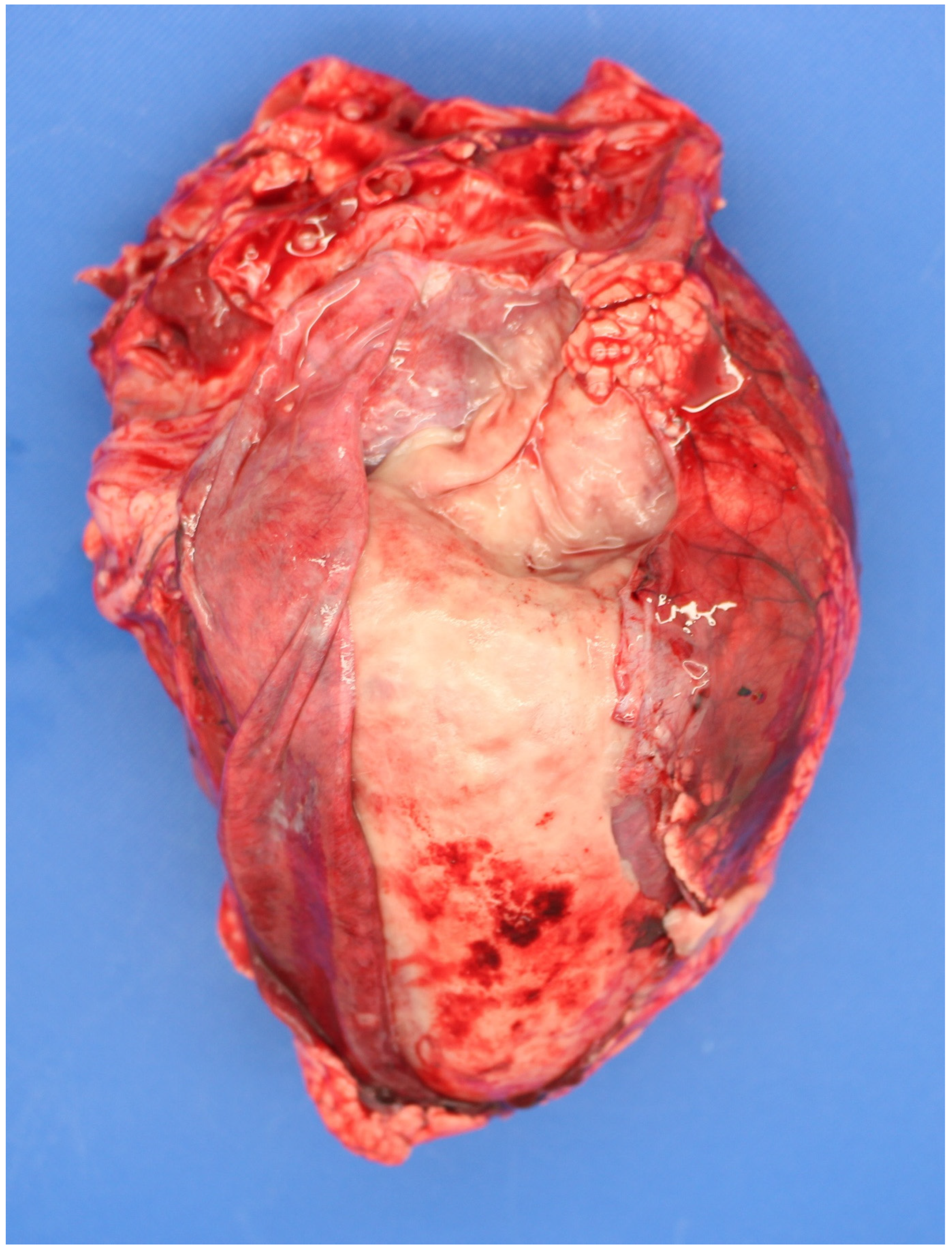 Animals 11 01033 g001