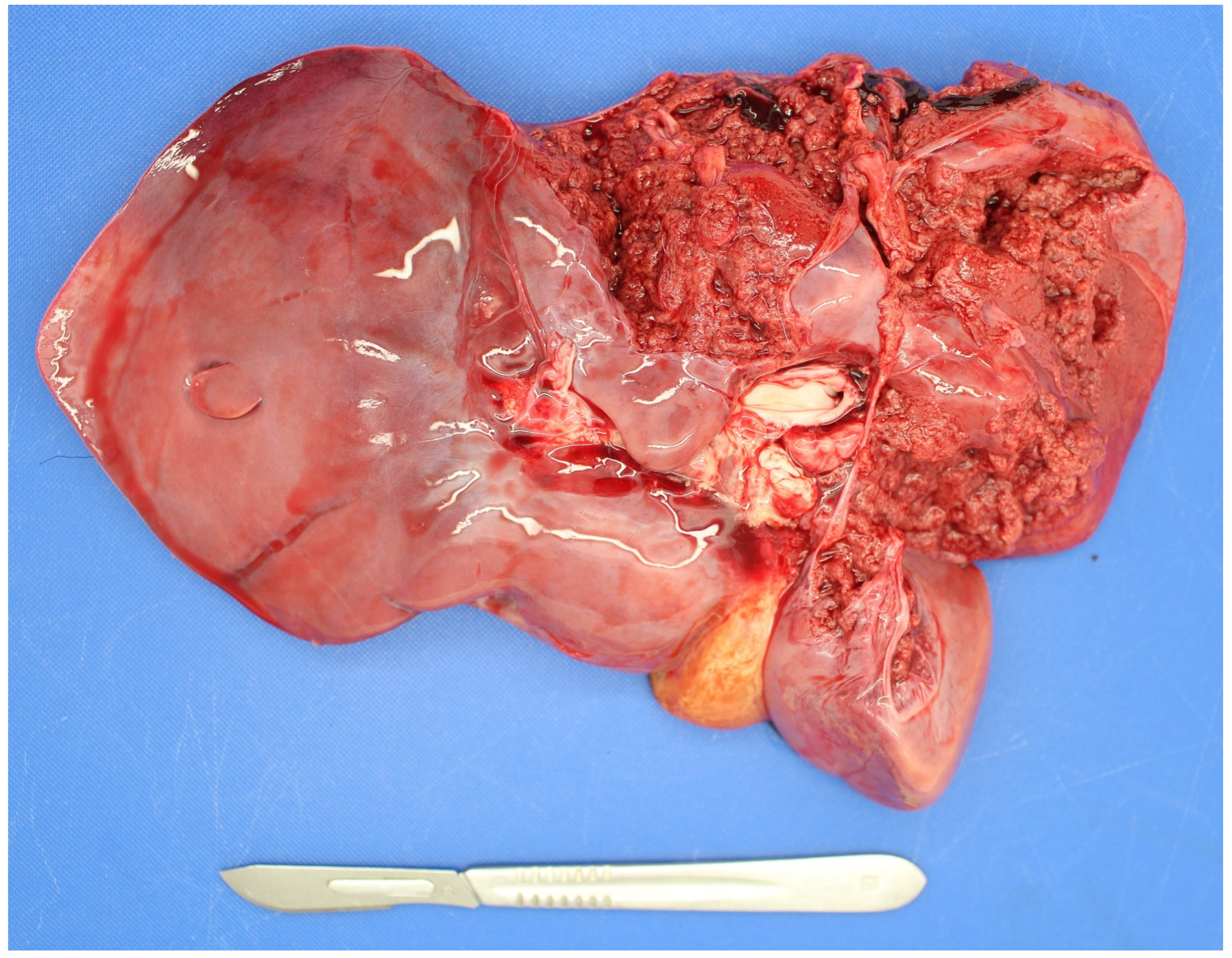 Animals 11 01033 g002