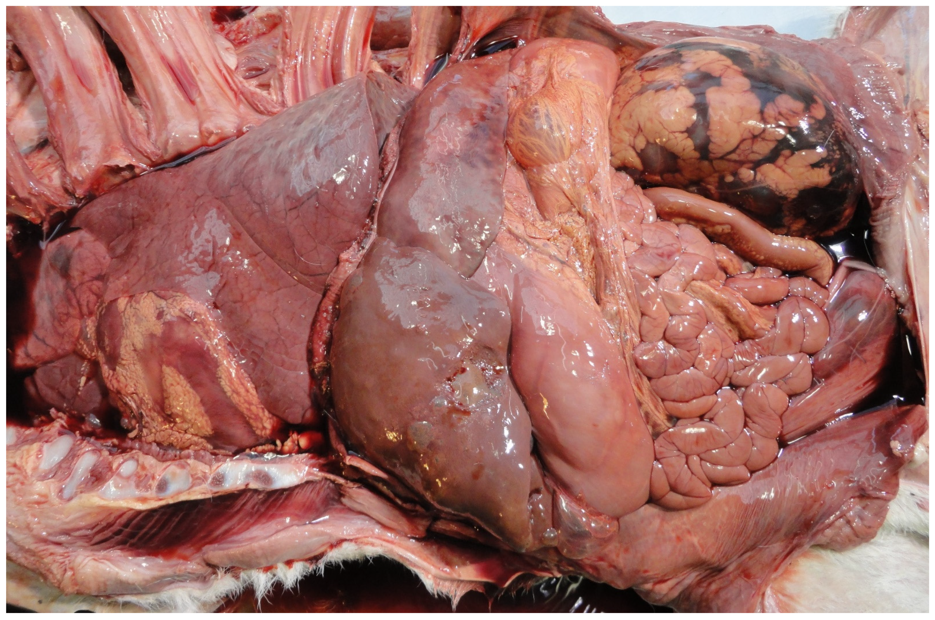 Animals 11 01033 g003