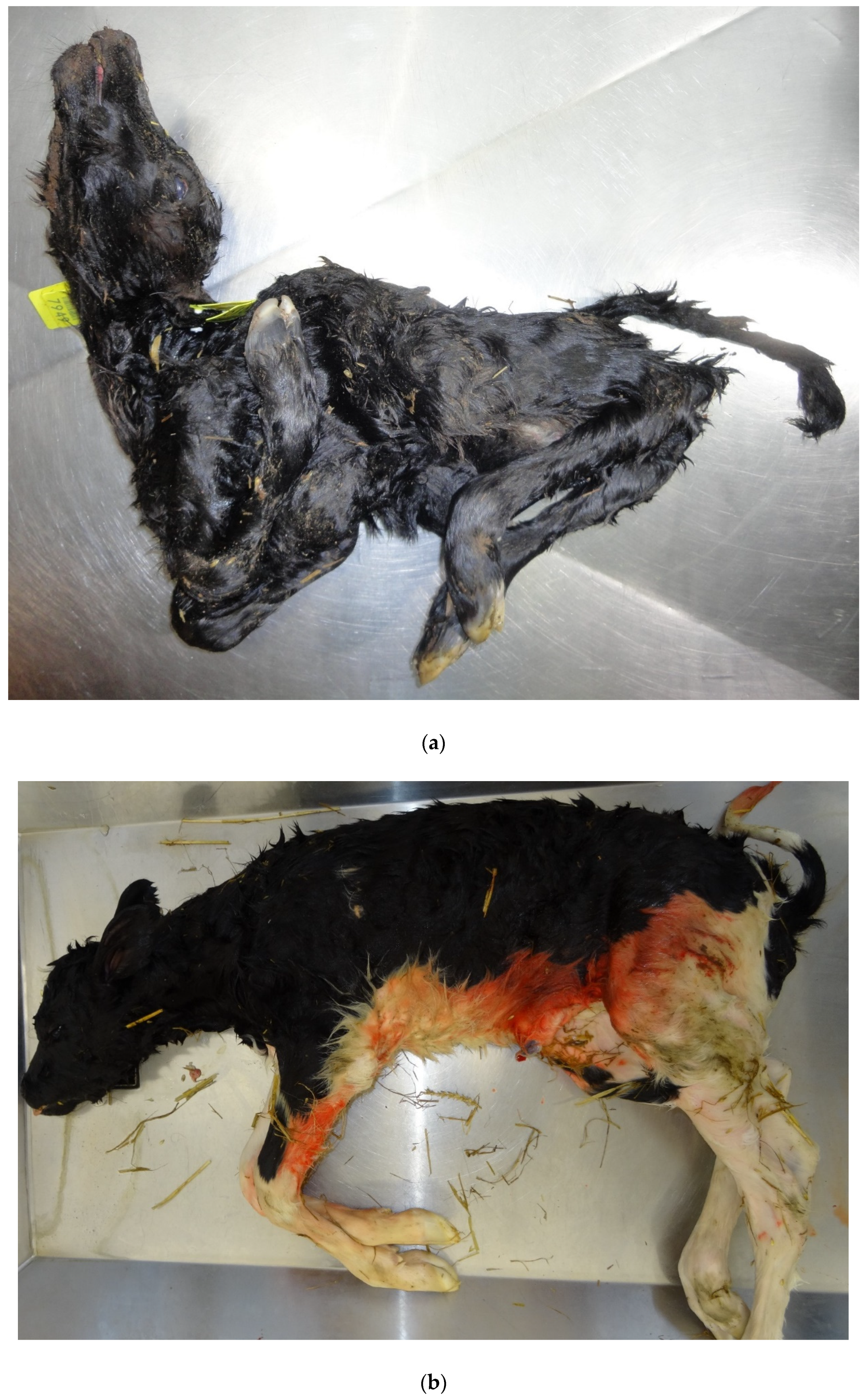 Animals 11 01033 g004