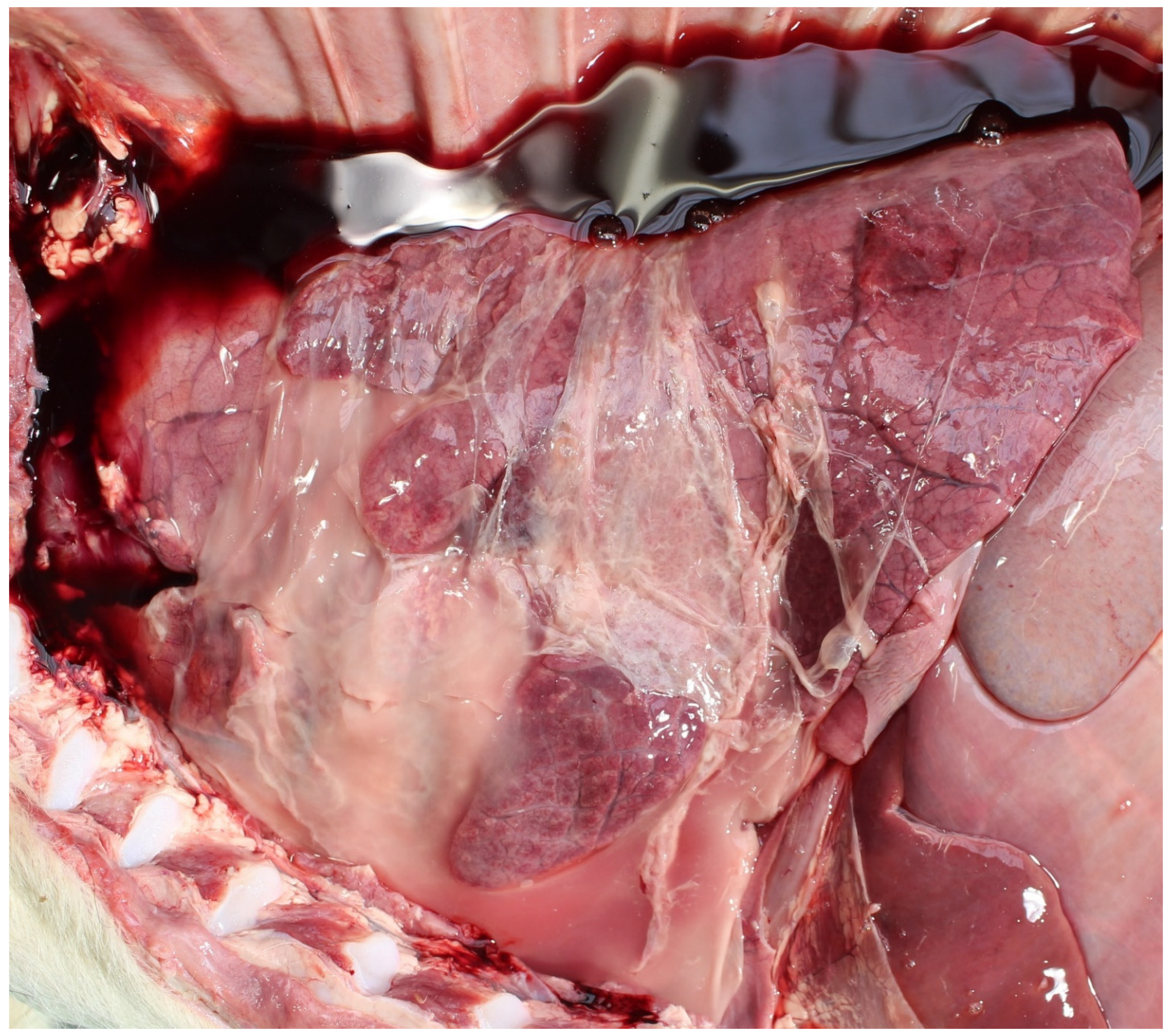 Animals 11 01033 g005