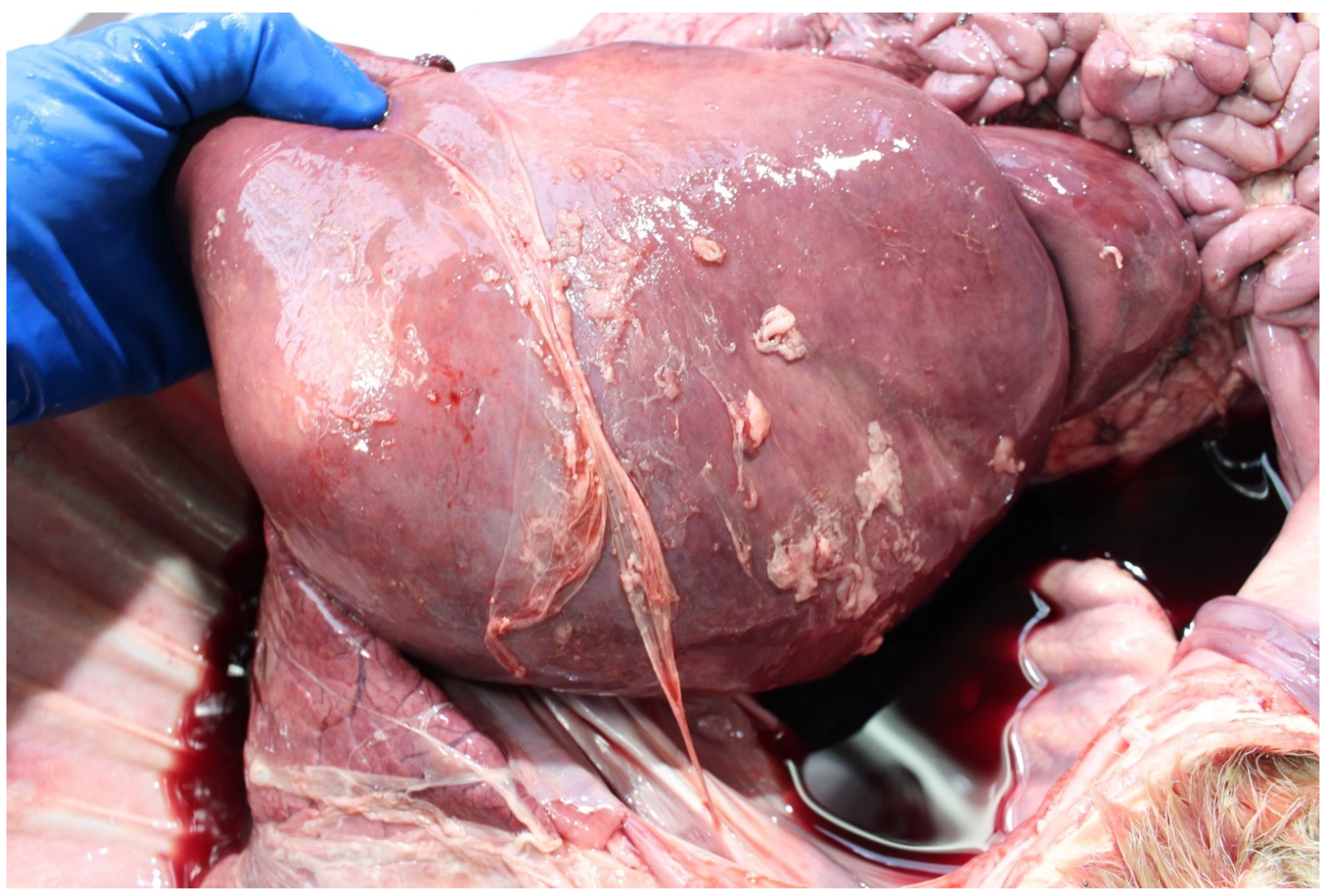 Animals 11 01033 g006