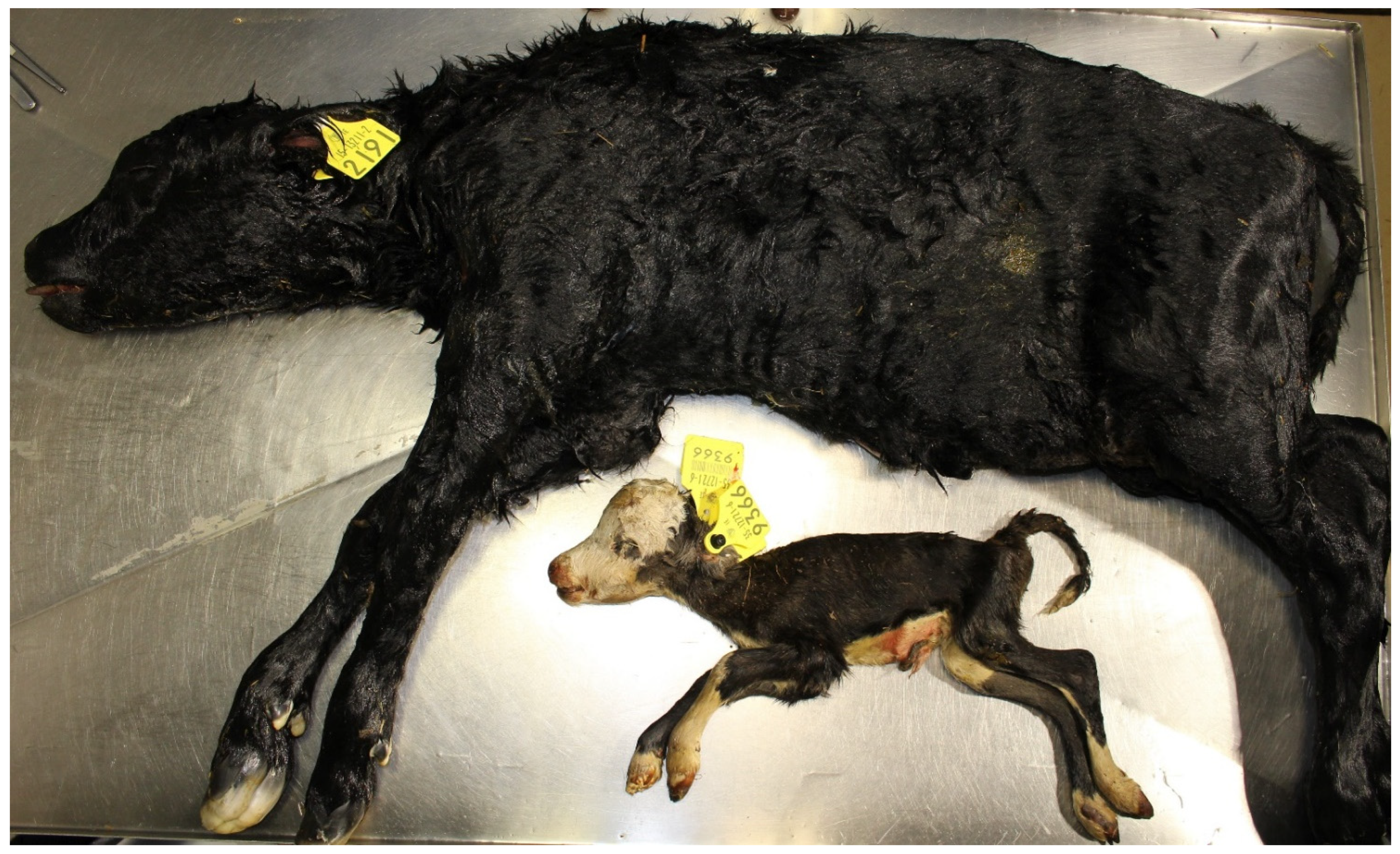 Animals 11 01033 g007