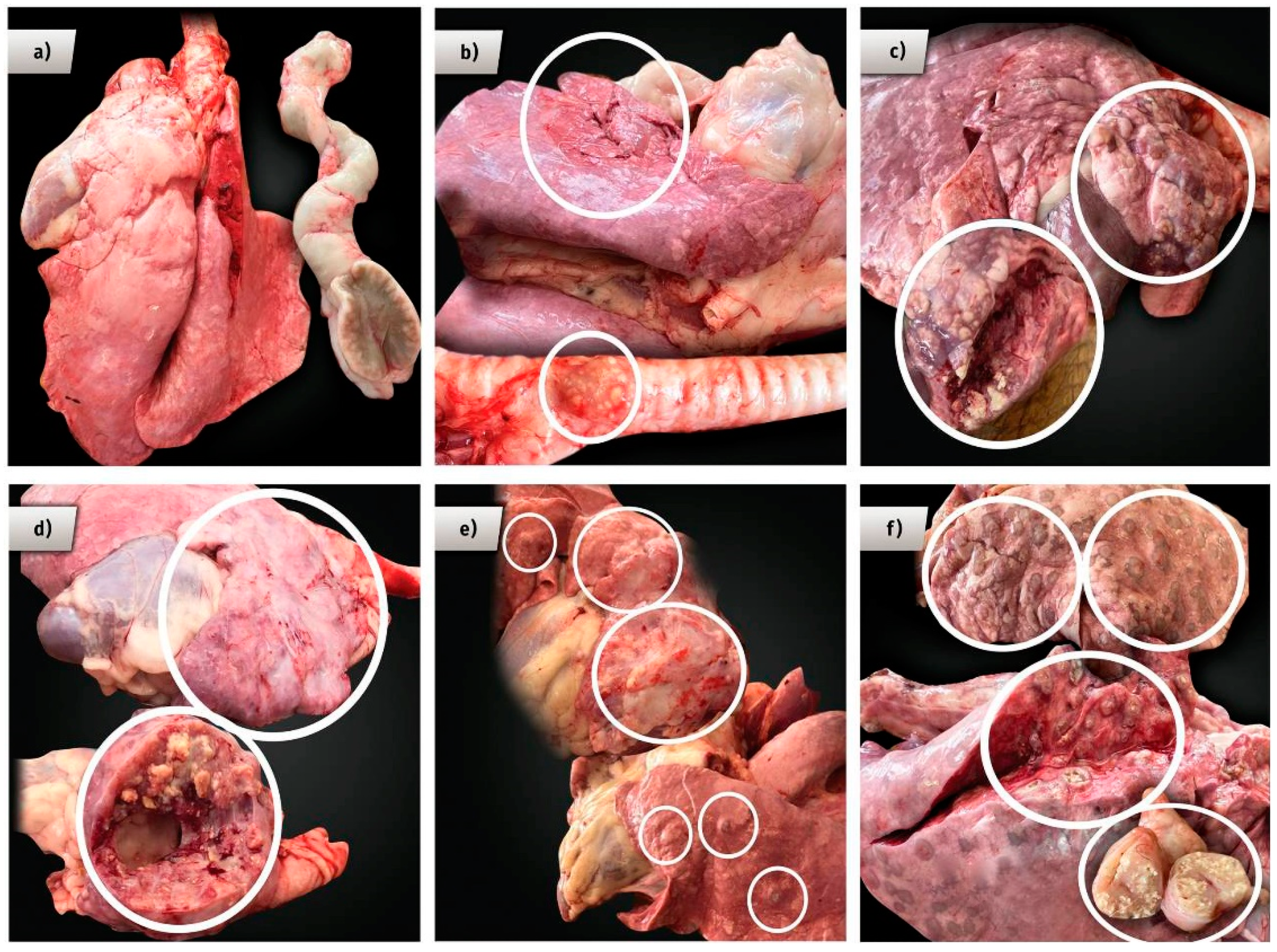 Animals 11 01046 g003