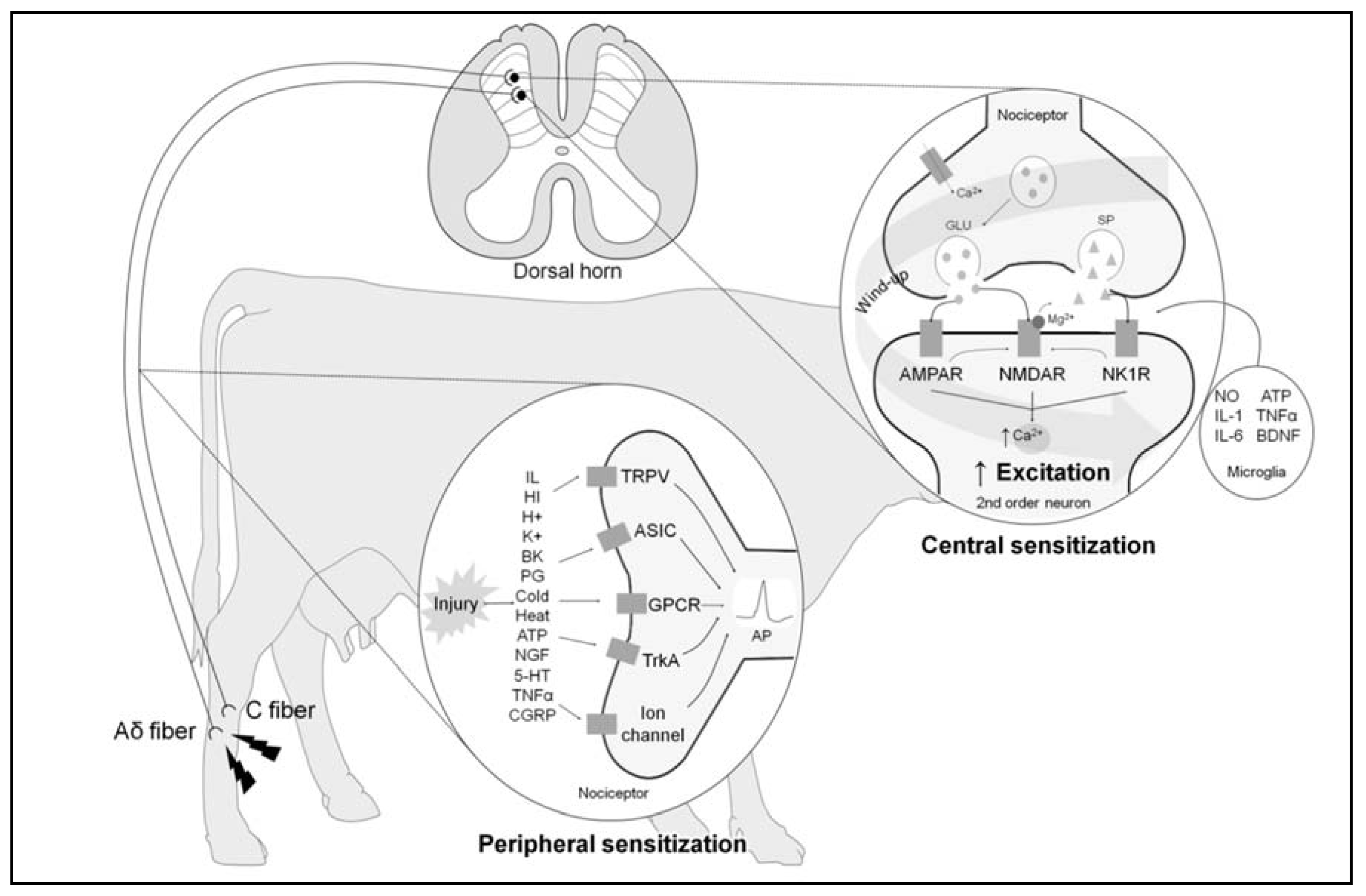 Animals 11 01085 g002