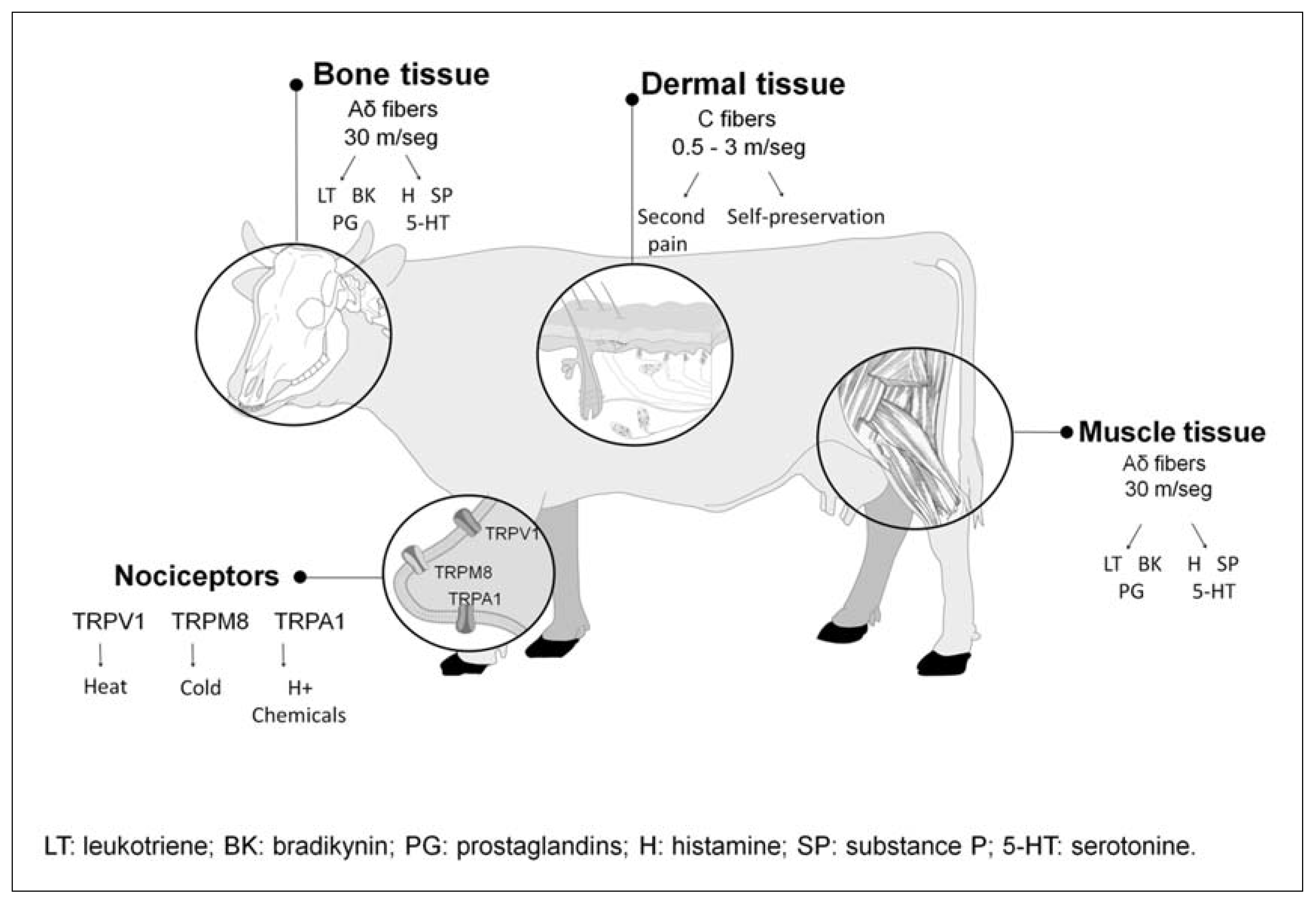 Animals 11 01085 g003