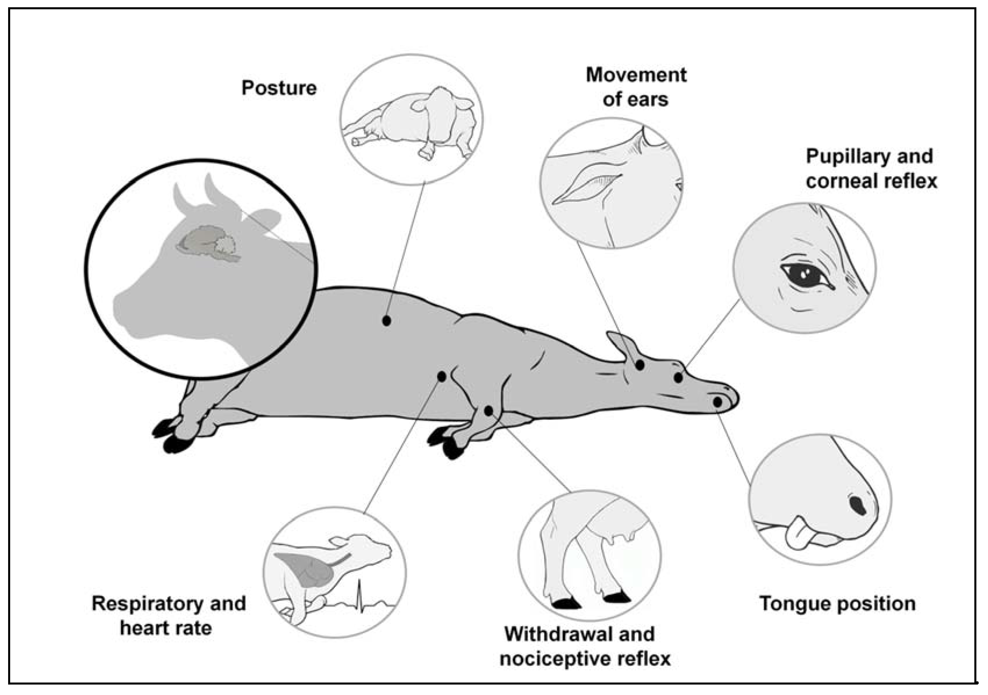 Animals 11 01085 g004