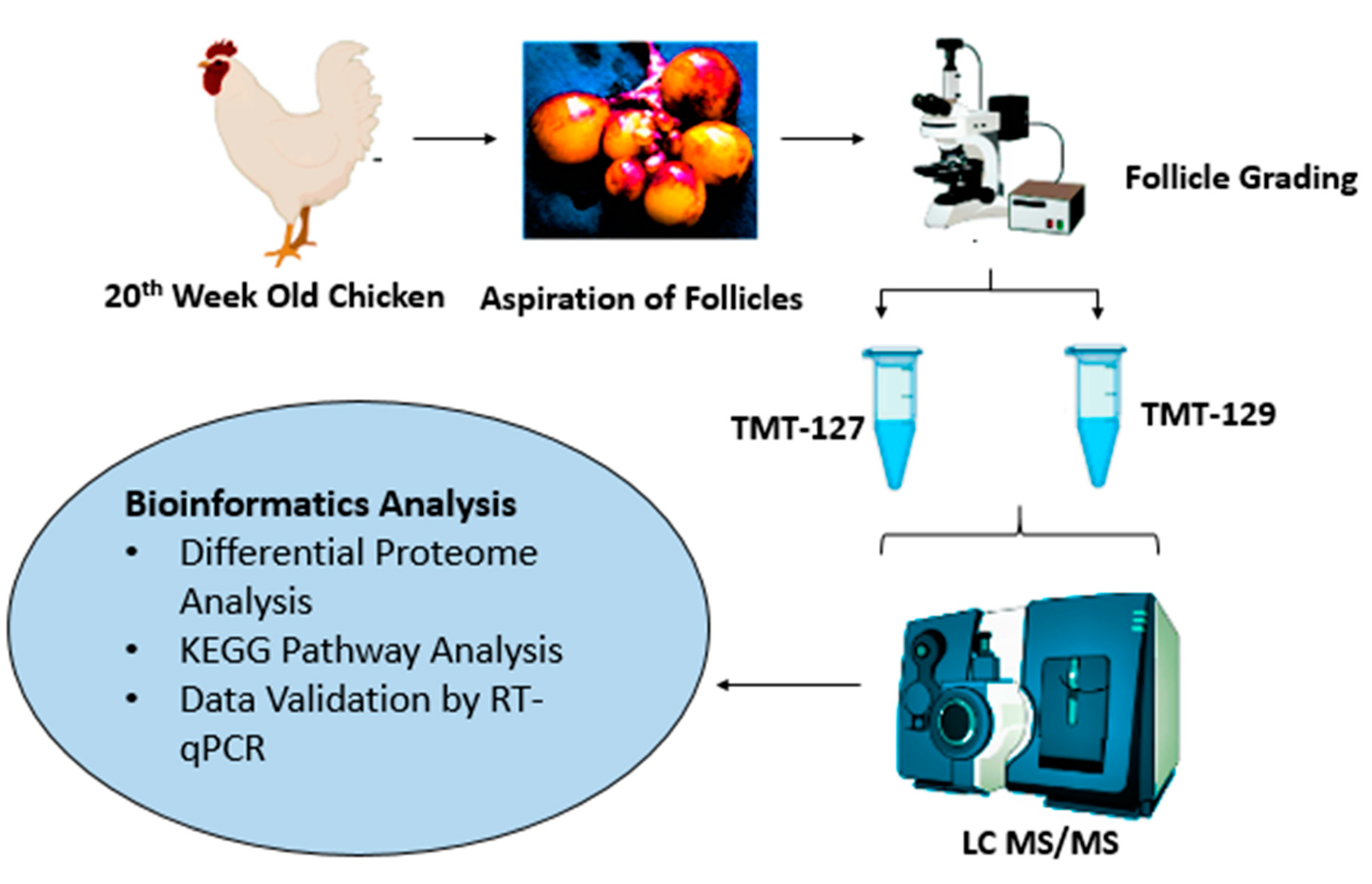 Animals 11 01108 g001