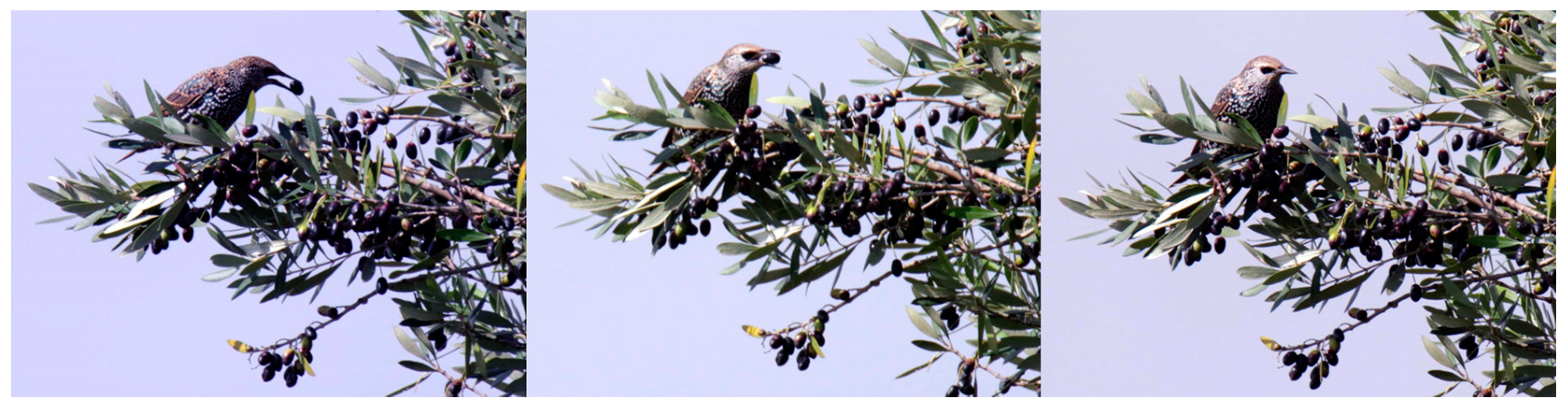 Animals 11 01119 g001