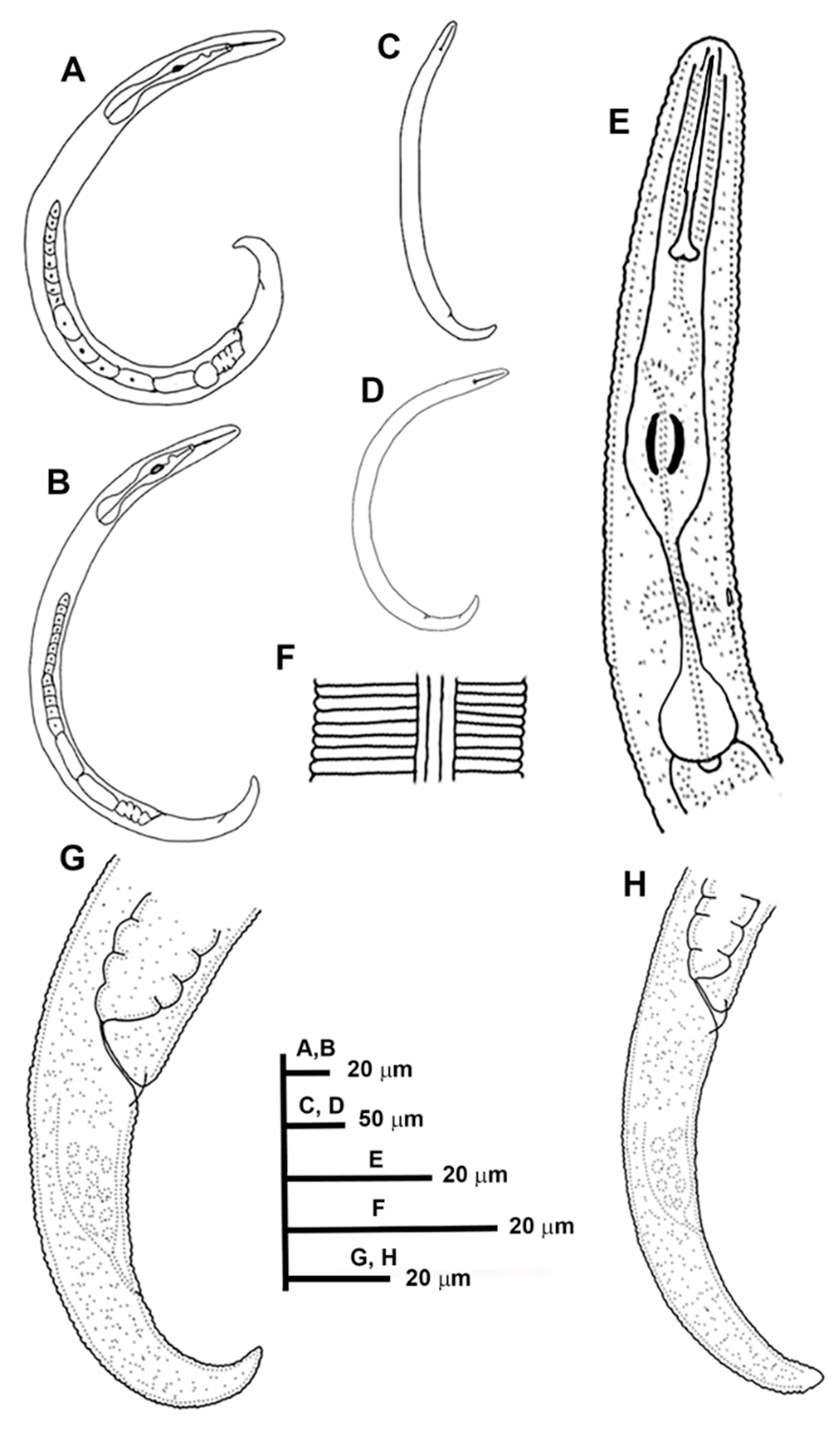 Animals 11 01161 g003