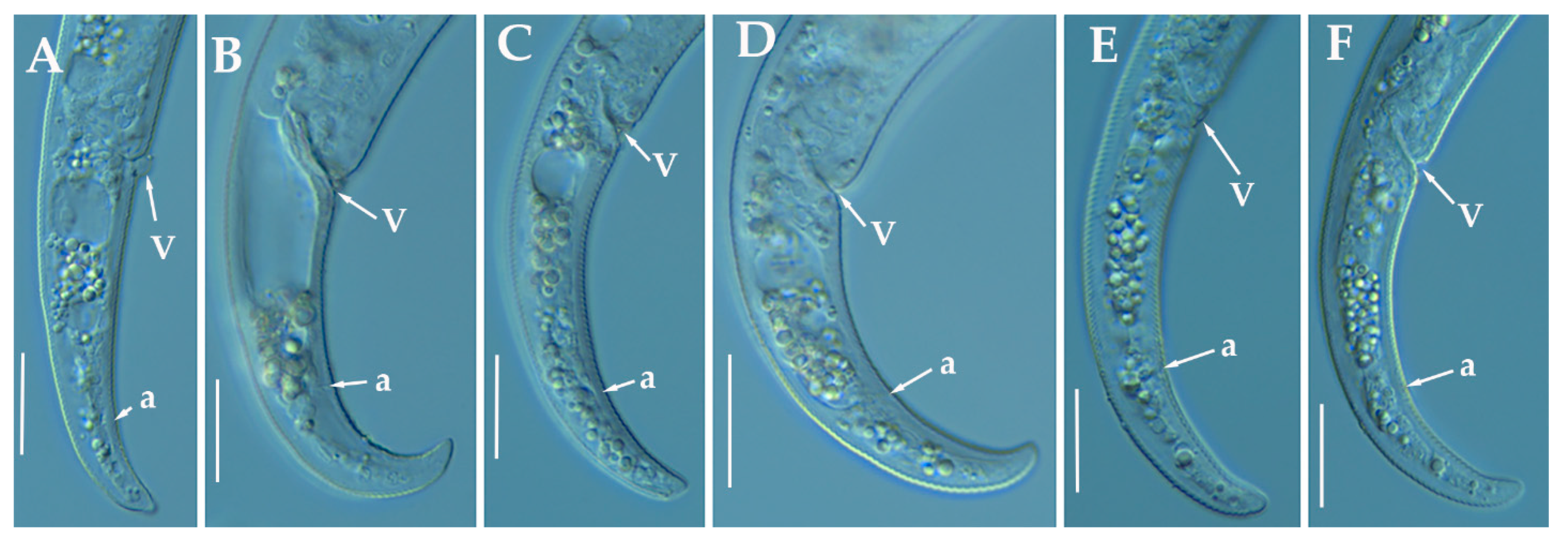 Animals 11 01161 g005