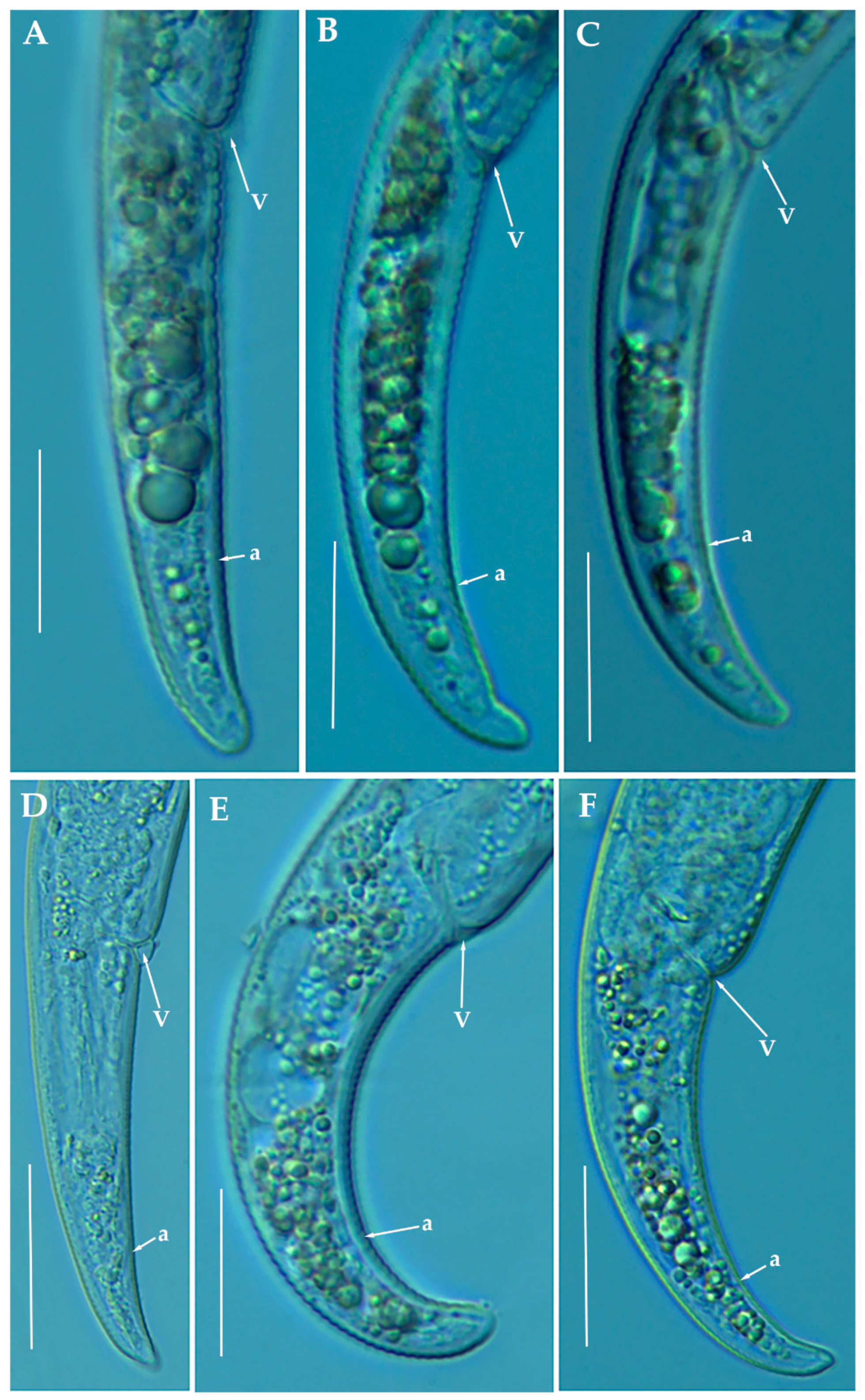 Animals 11 01161 g008