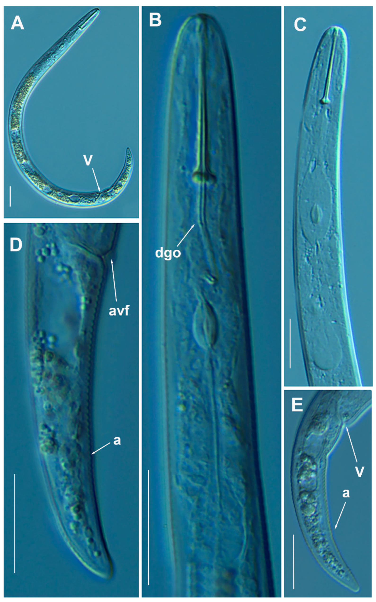 Animals 11 01161 g012