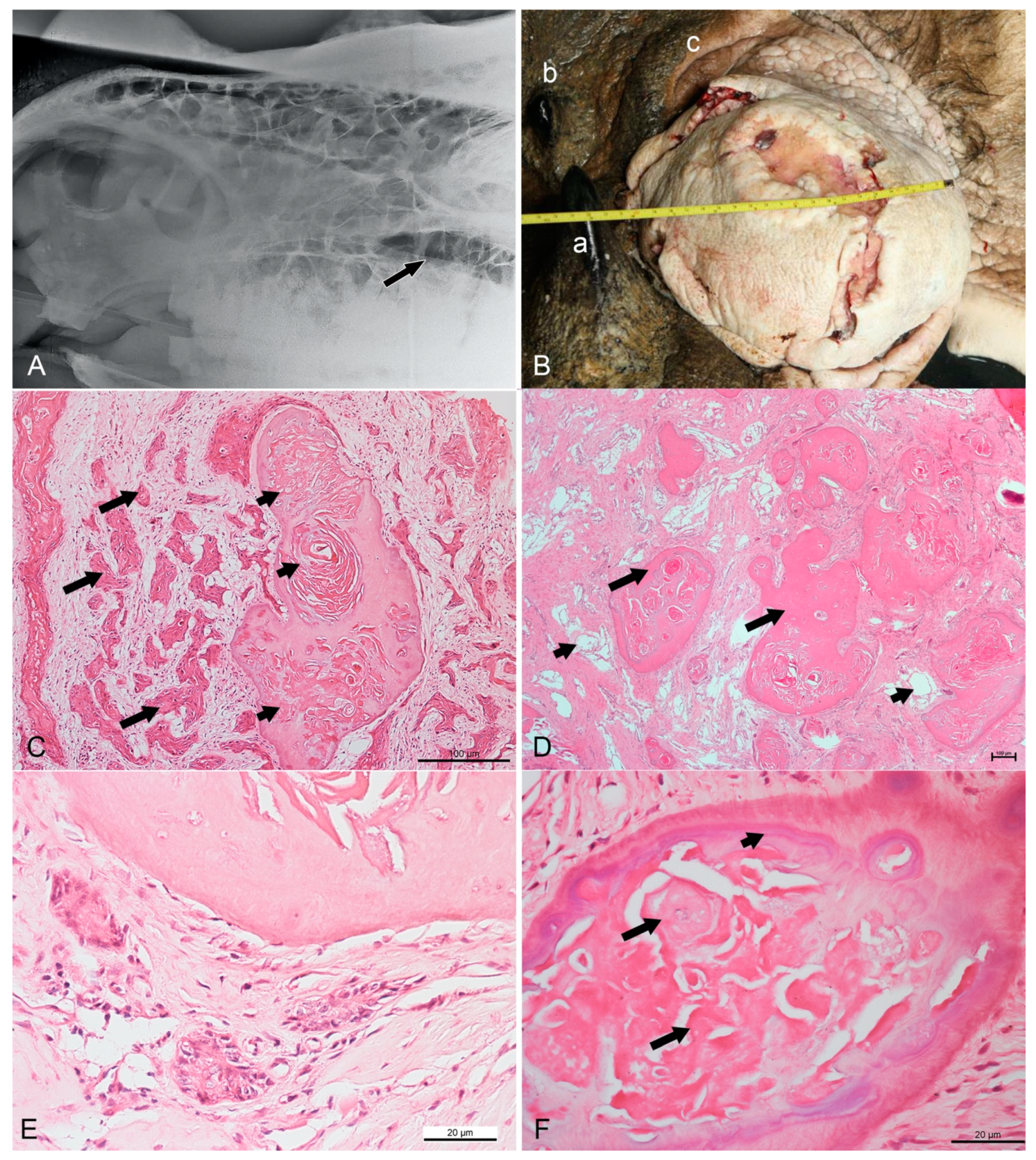 Animals 11 01173 g001 Animals 11 01173 g001