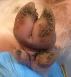 Animals 11 01181 i002 Animals 11 01181 i002