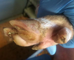 Animals 11 01181 i003 Animals 11 01181 i003