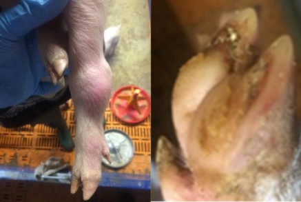 Animals 11 01181 i004 Animals 11 01181 i004