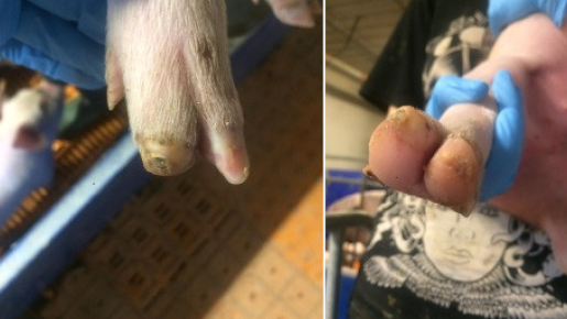 Animals 11 01181 i005 Animals 11 01181 i005