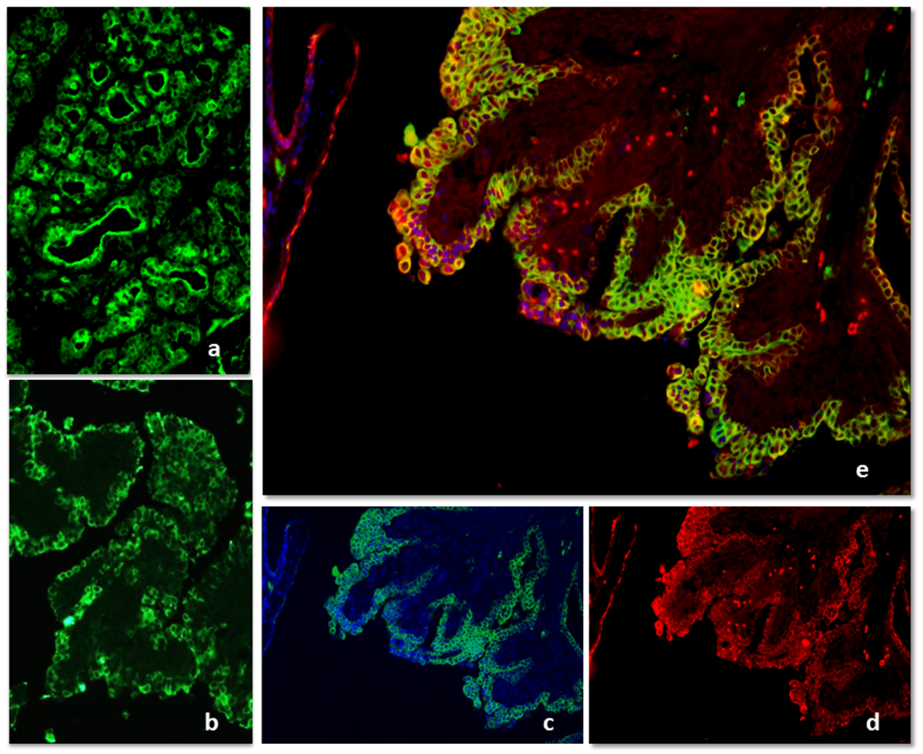 Animals 11 01189 g004 Animals 11 01189 g004