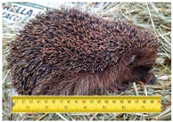 Animals 11 01191 i002 Animals 11 01191 i002