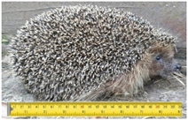 Animals 11 01191 i003 Animals 11 01191 i003