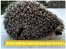 Animals 11 01191 i004 Animals 11 01191 i004