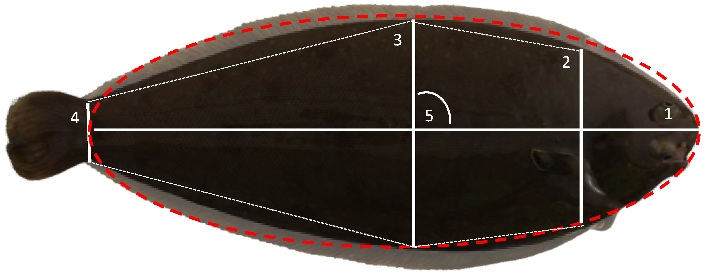 Animals 11 01206 g001