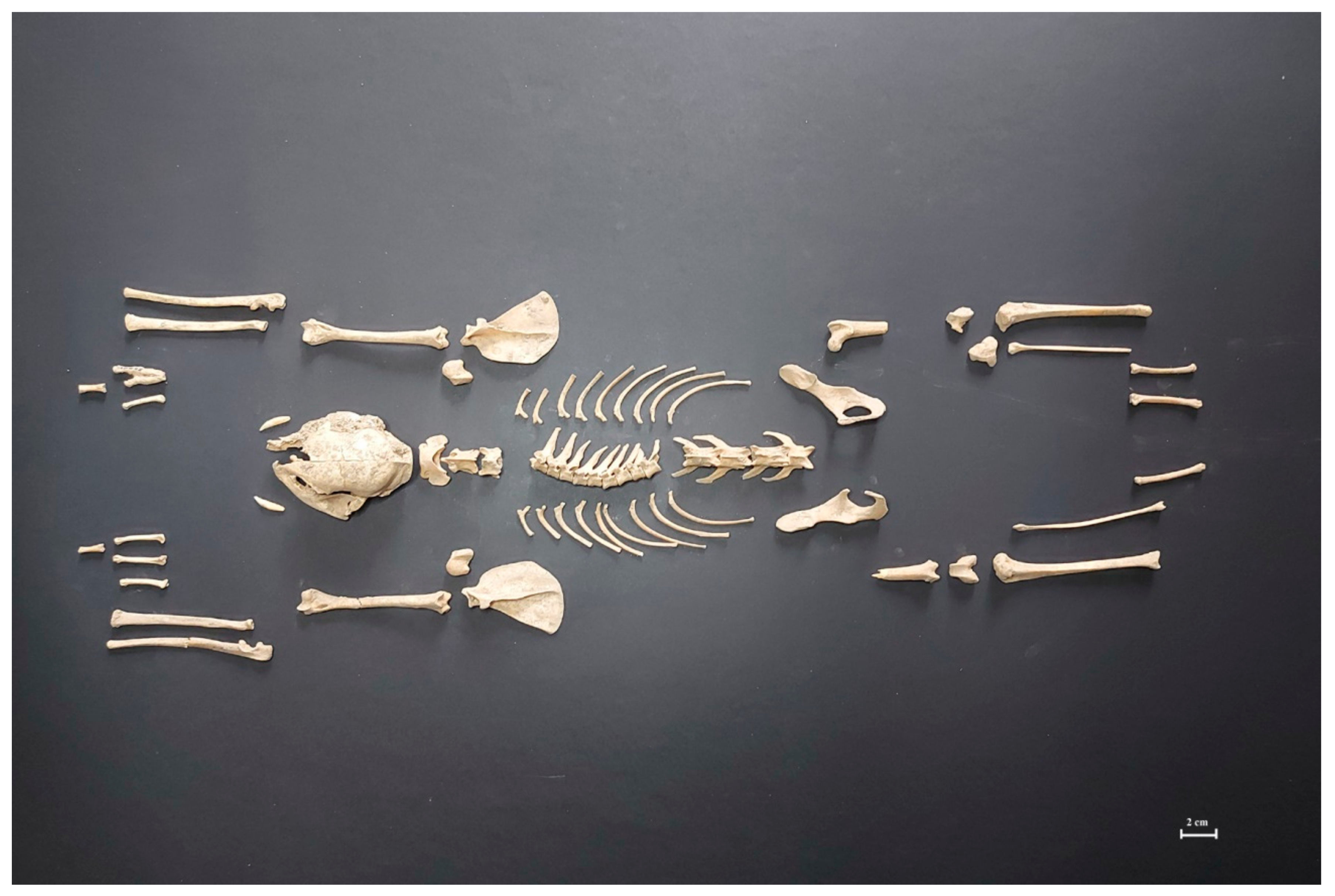 Animals 11 01210 g002