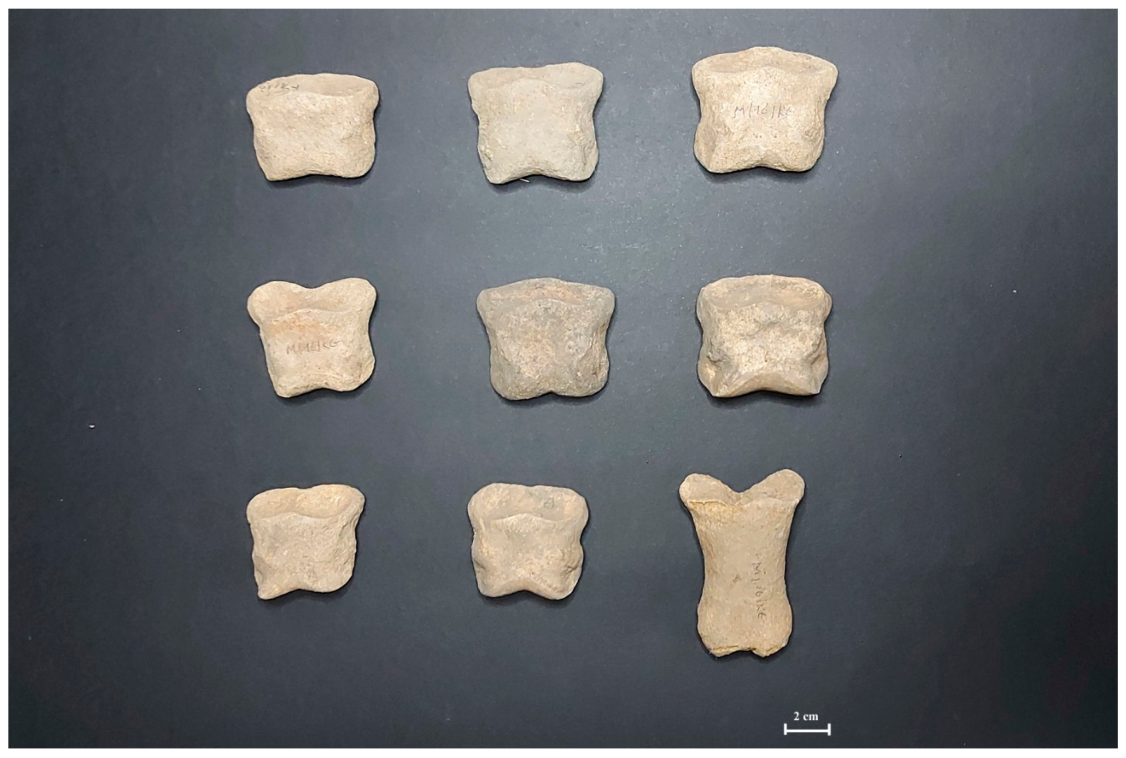 Animals 11 01210 g004