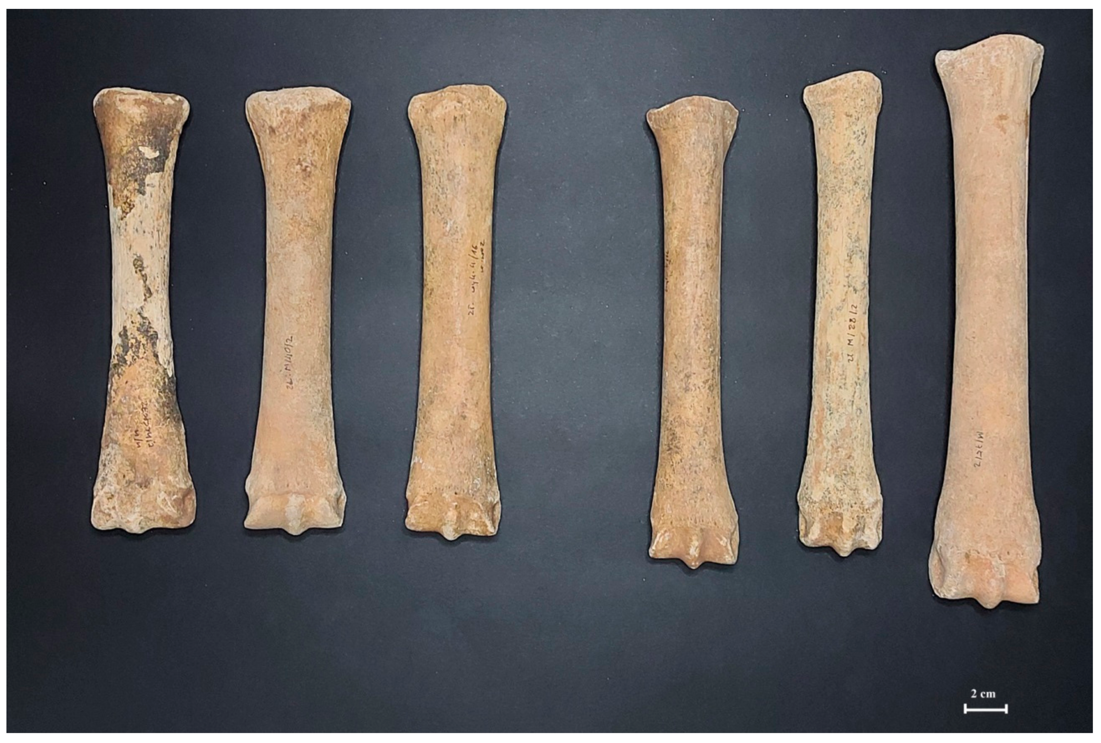 Animals 11 01210 g005