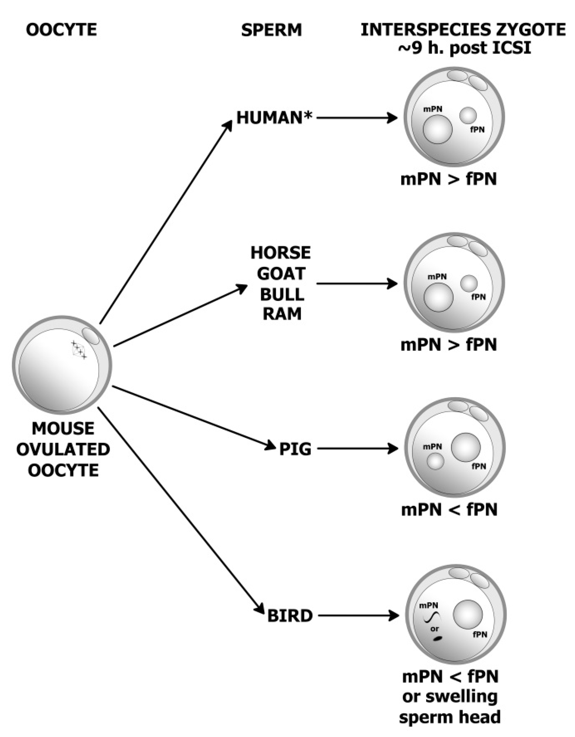 Animals 11 01250 g001