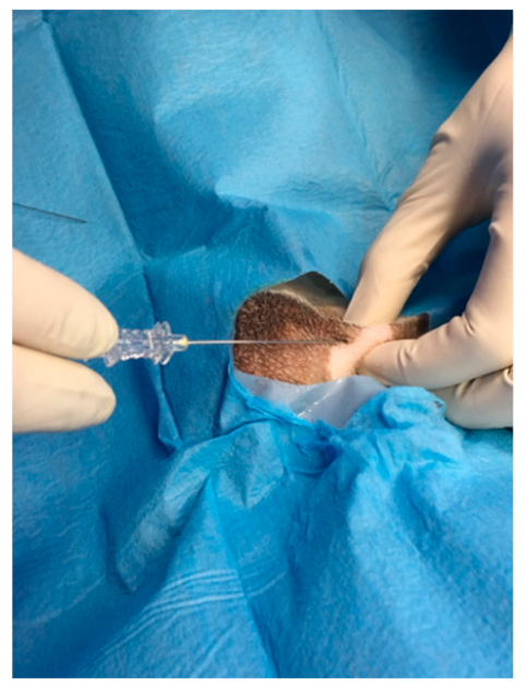 Animals 11 01275 g004