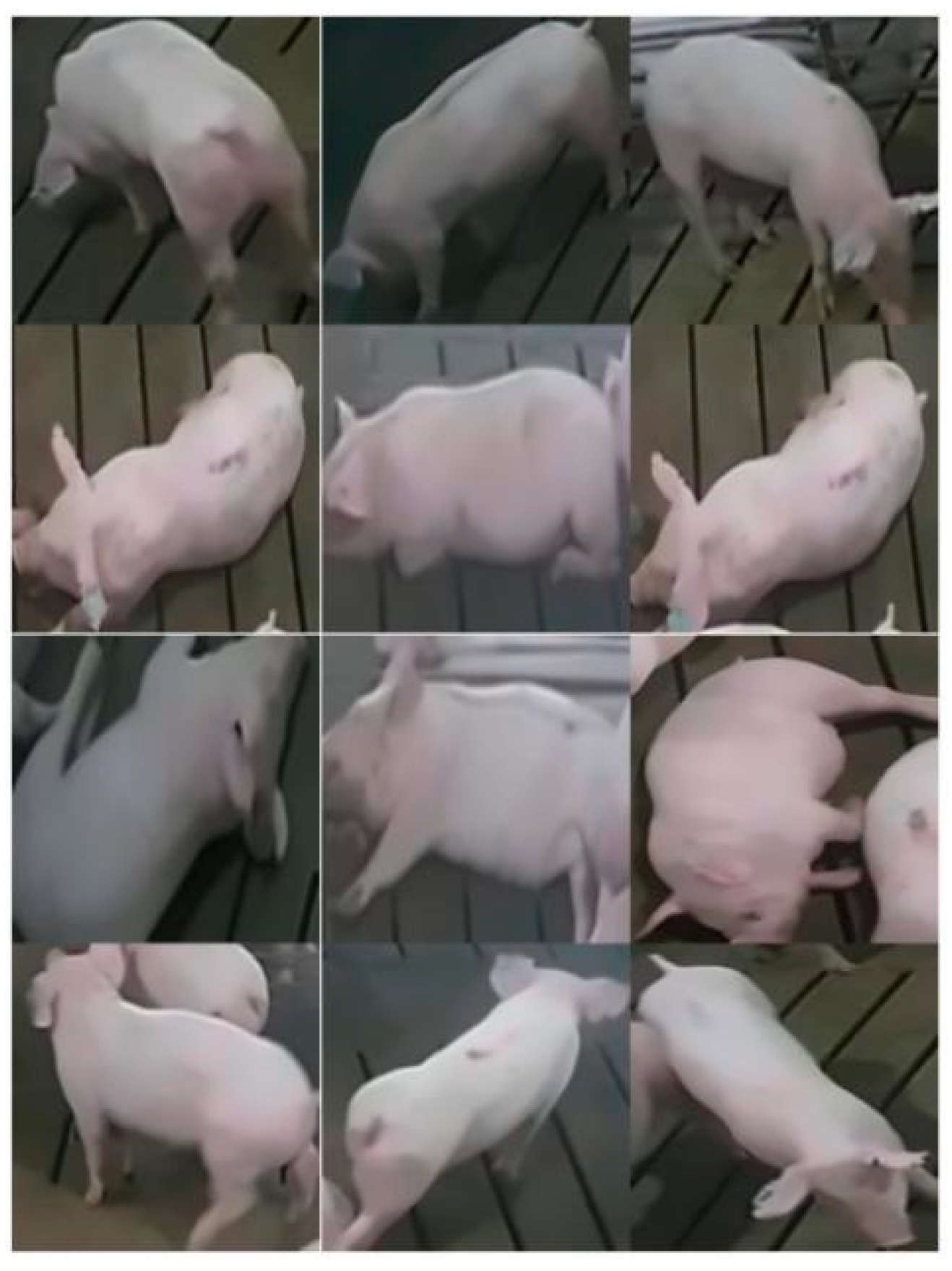 Animals 11 01295 g004