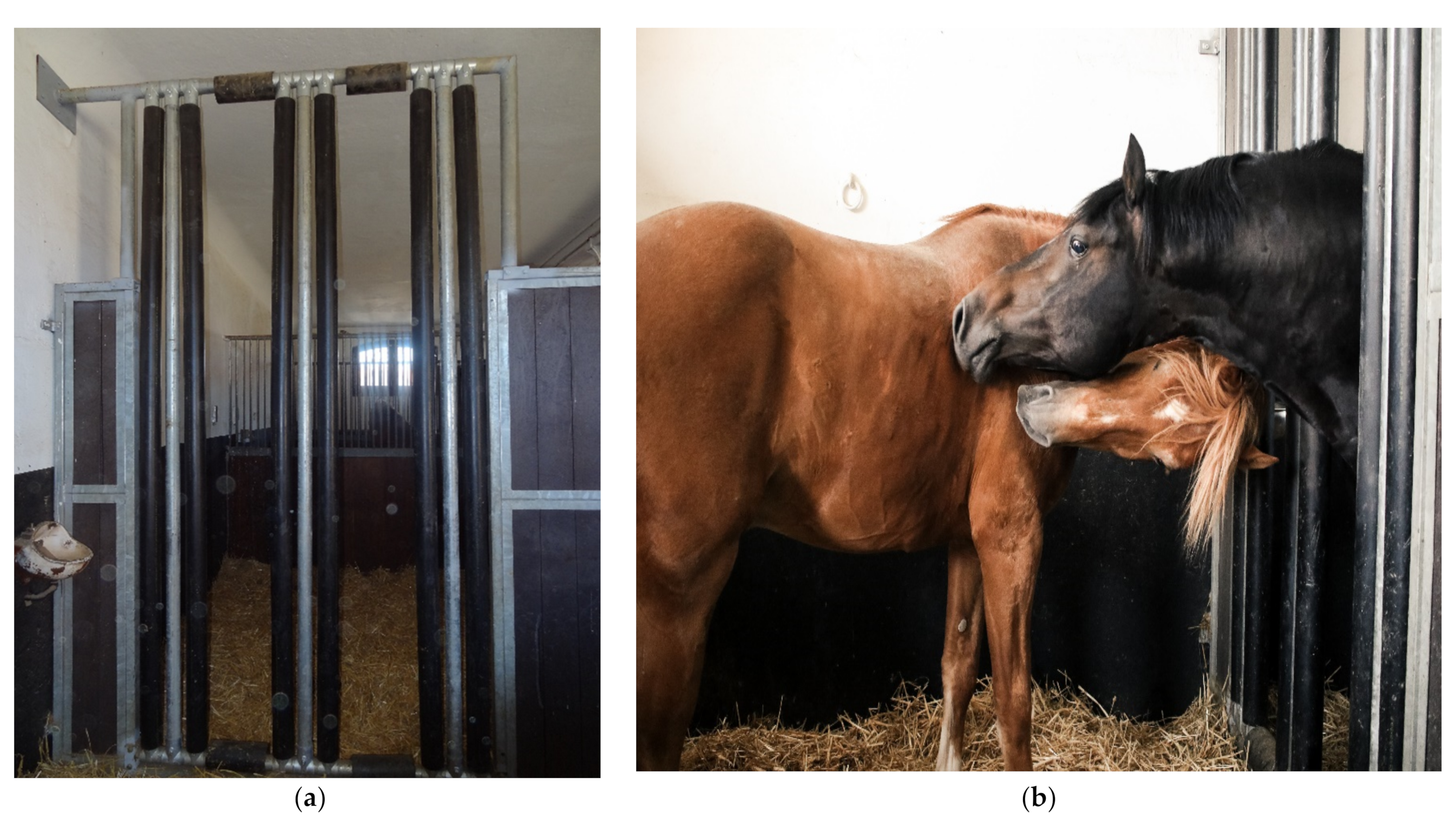 Animals 11 01317 g002