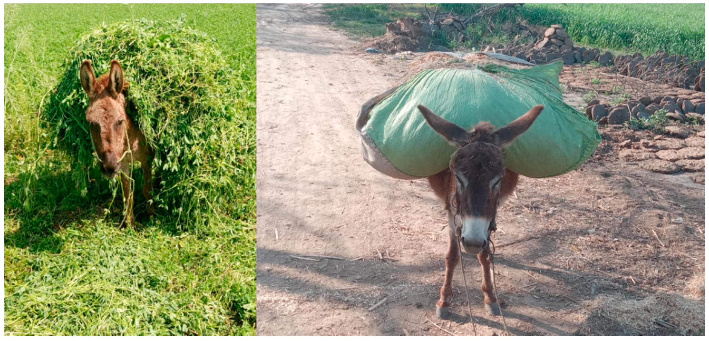 Animals 11 01333 g001