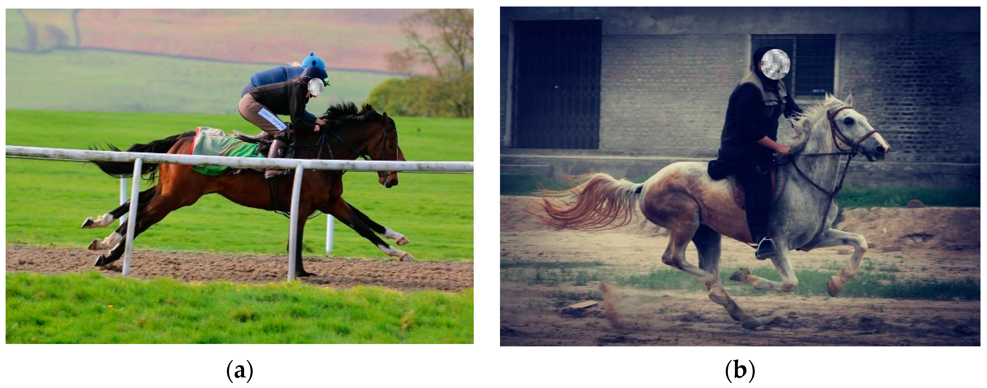 Animals 11 01333 g002