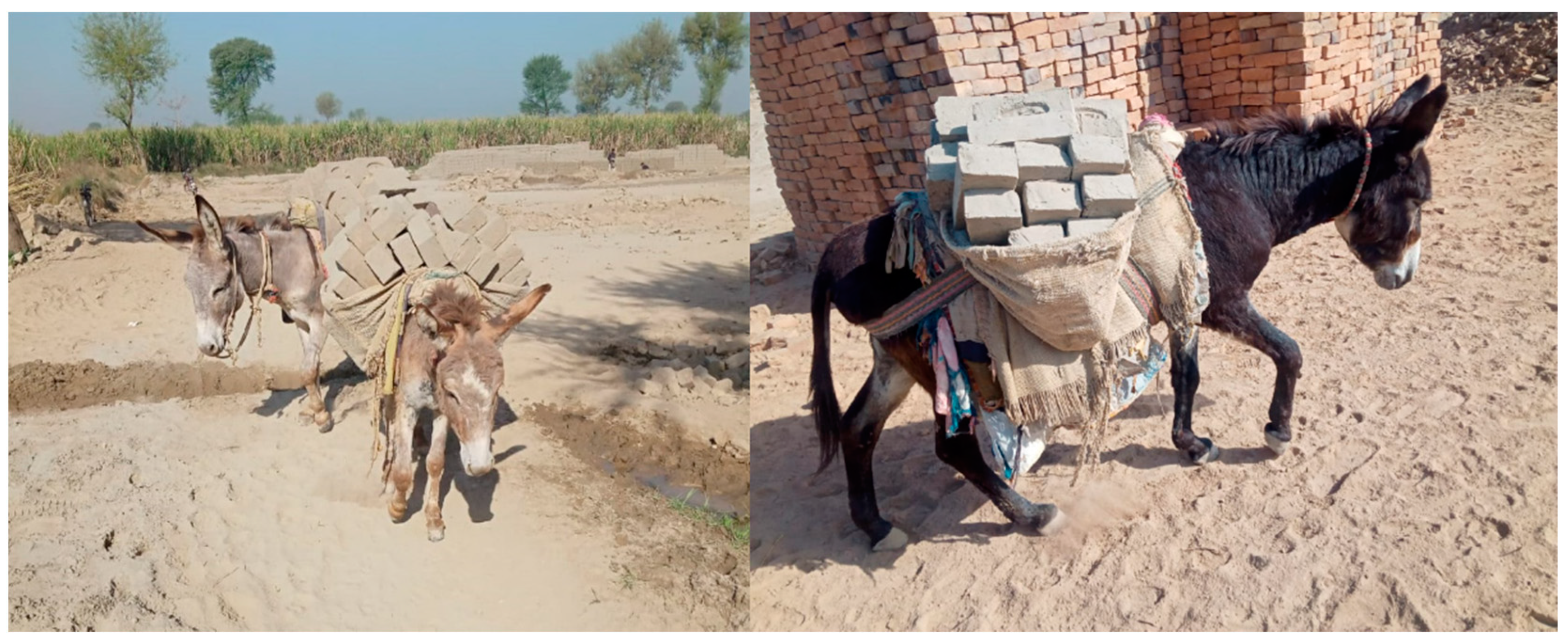 Animals 11 01333 g003