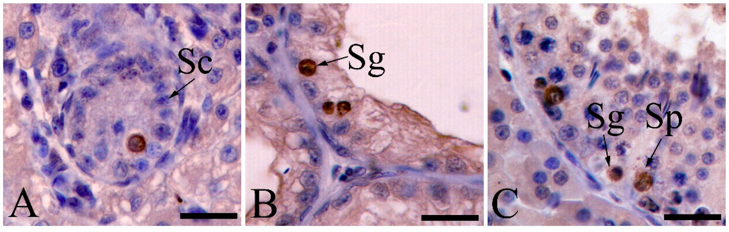 Animals 11 01379 g003 Animals 11 01379 g003