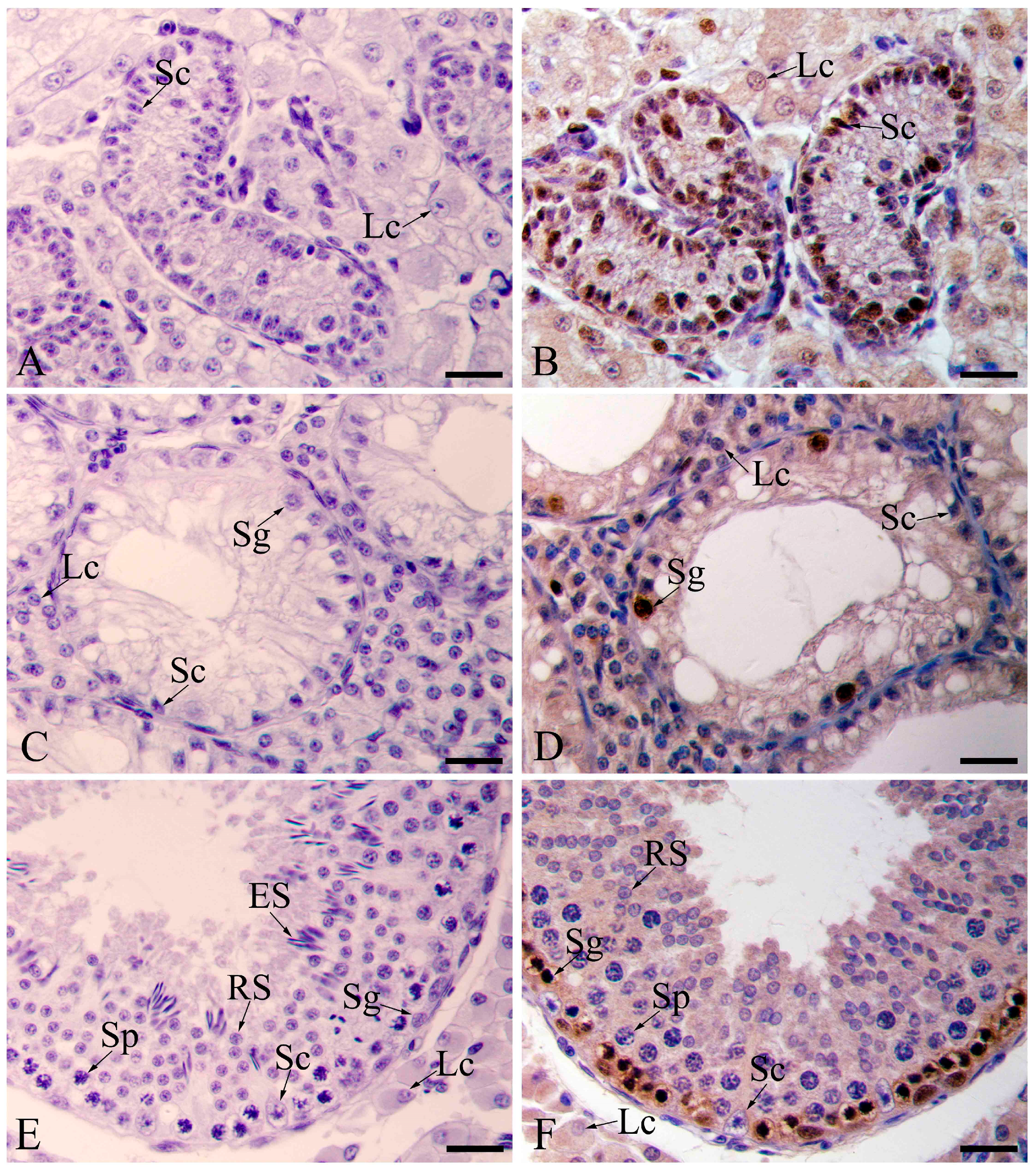 Animals 11 01379 g005 Animals 11 01379 g005