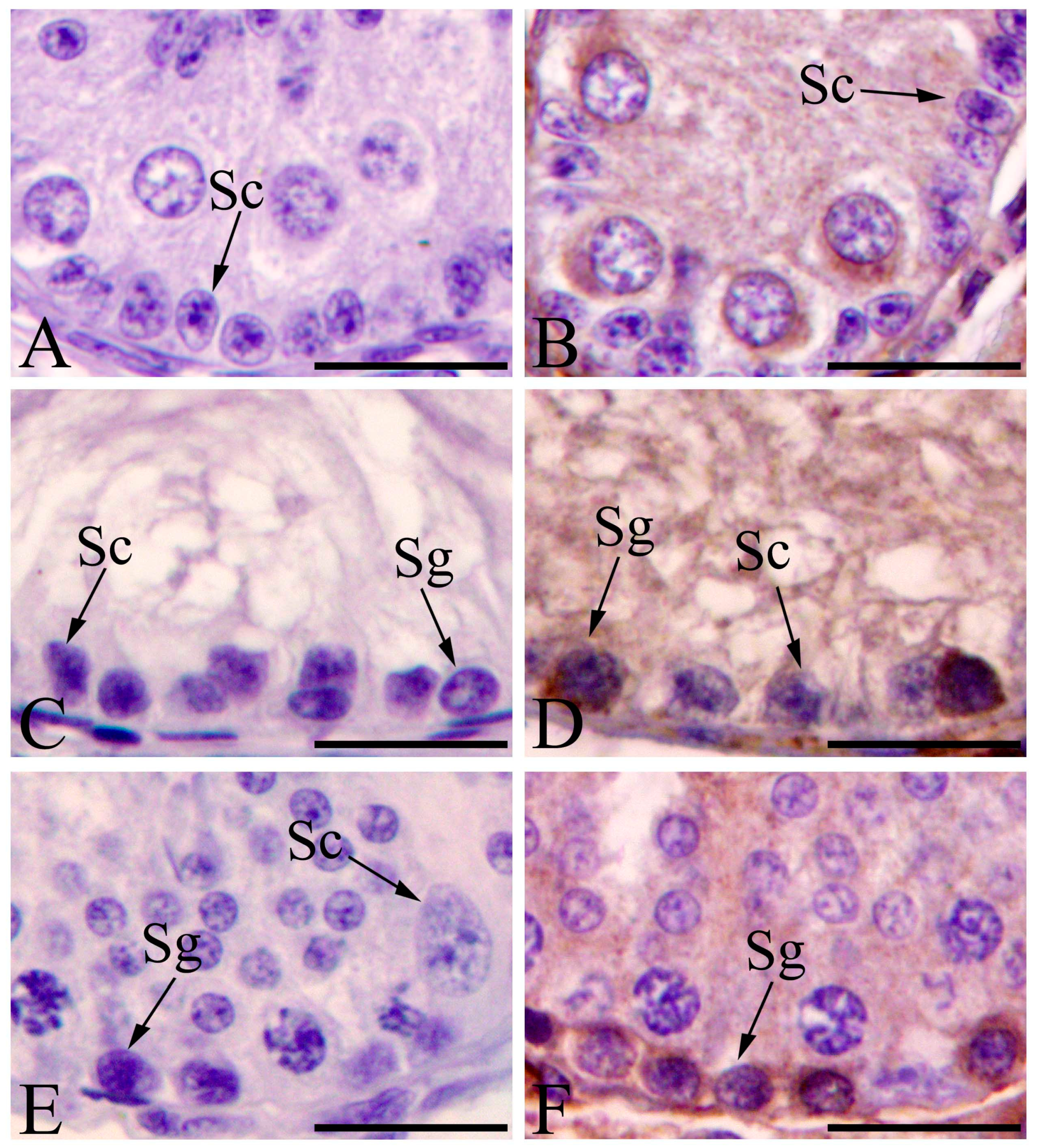 Animals 11 01379 g006 Animals 11 01379 g006