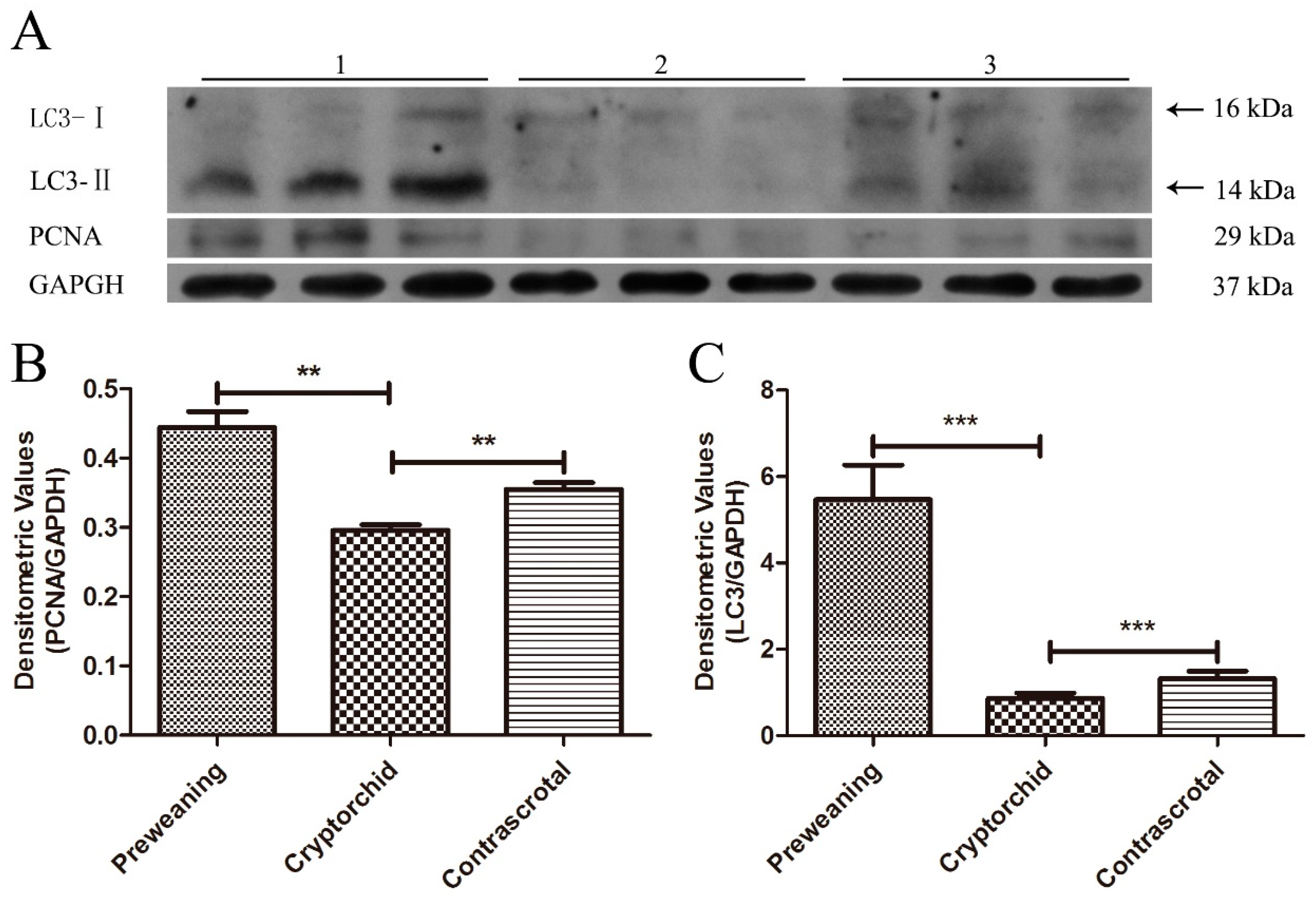Animals 11 01379 g007 Animals 11 01379 g007
