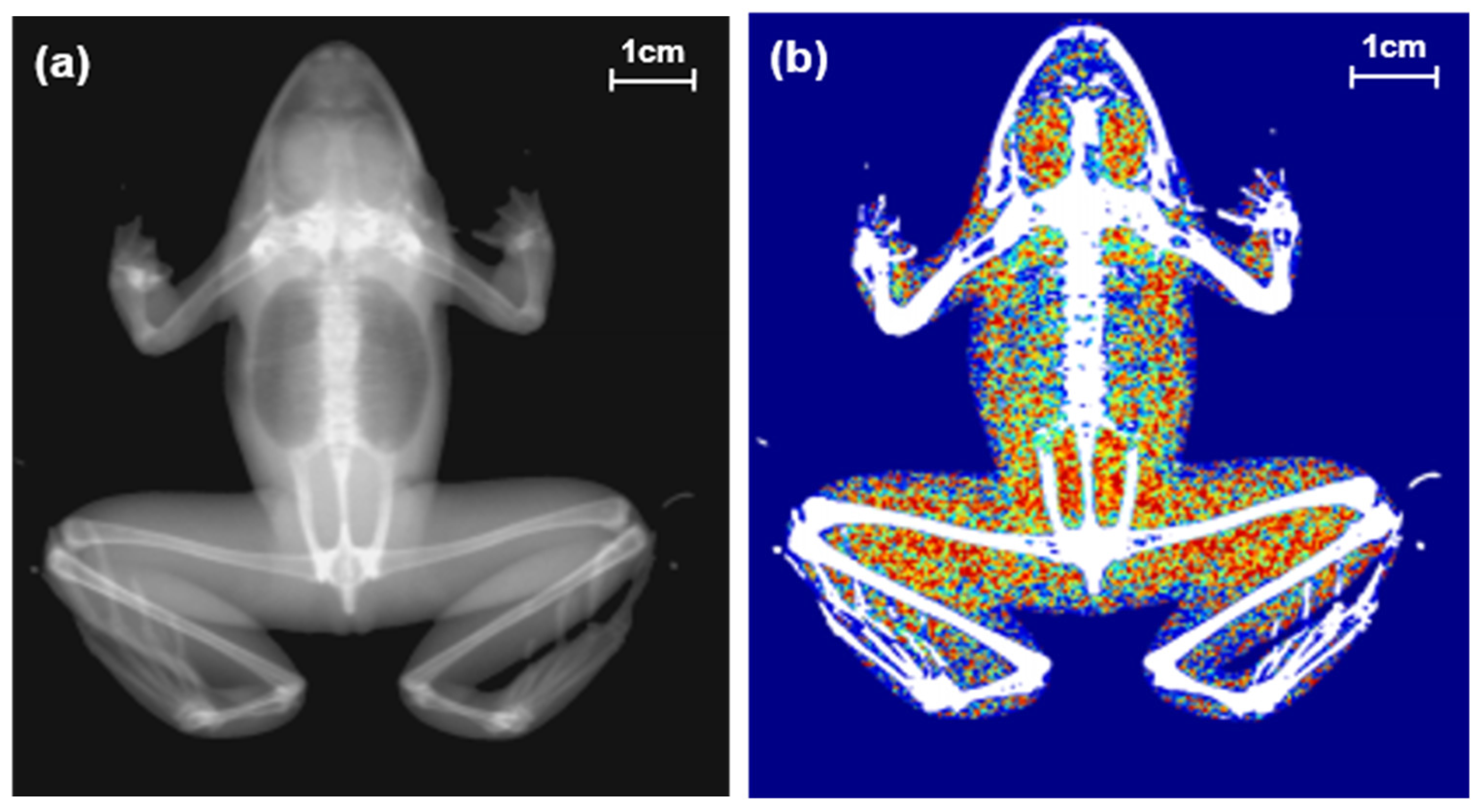 Animals 11 01407 g001