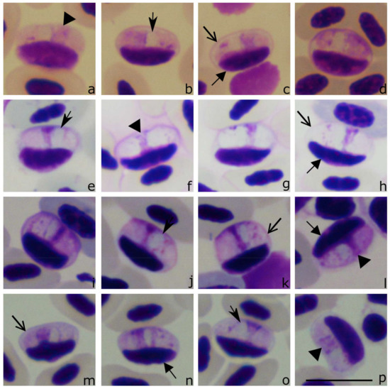 Animals 11 01451 g002