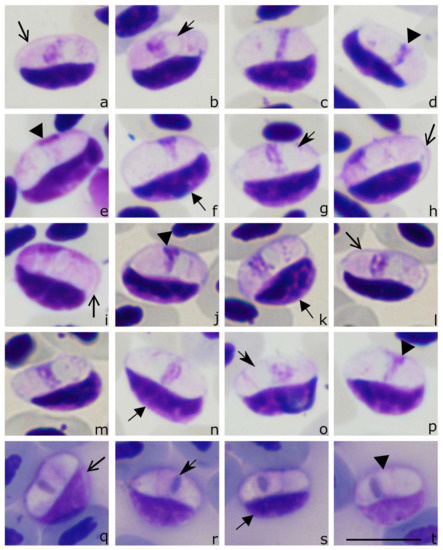 Animals 11 01451 g003