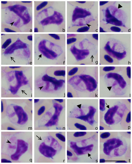 Animals 11 01451 g004